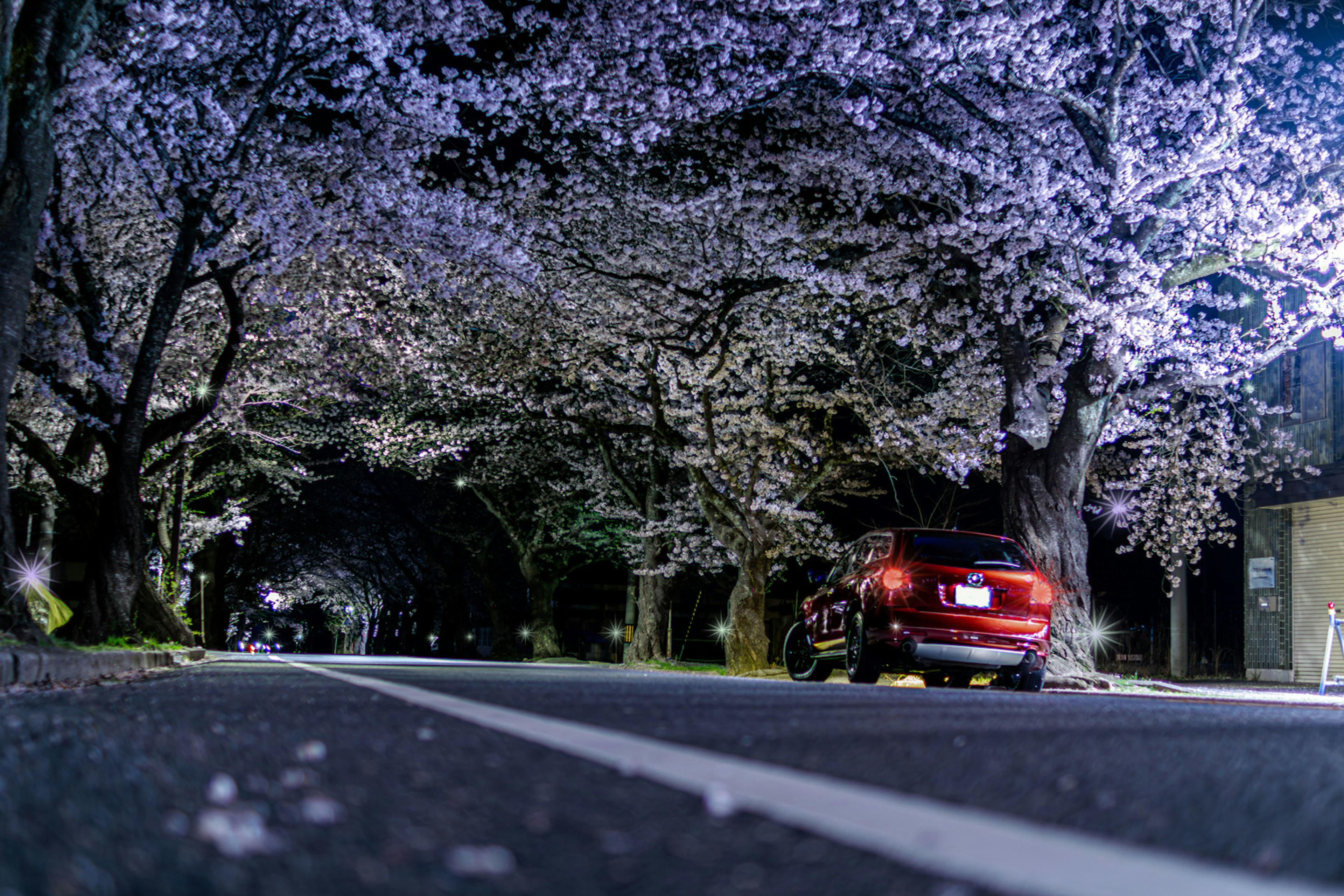 Voiture rouge garée sous des cerisiers en fleurs la nuit