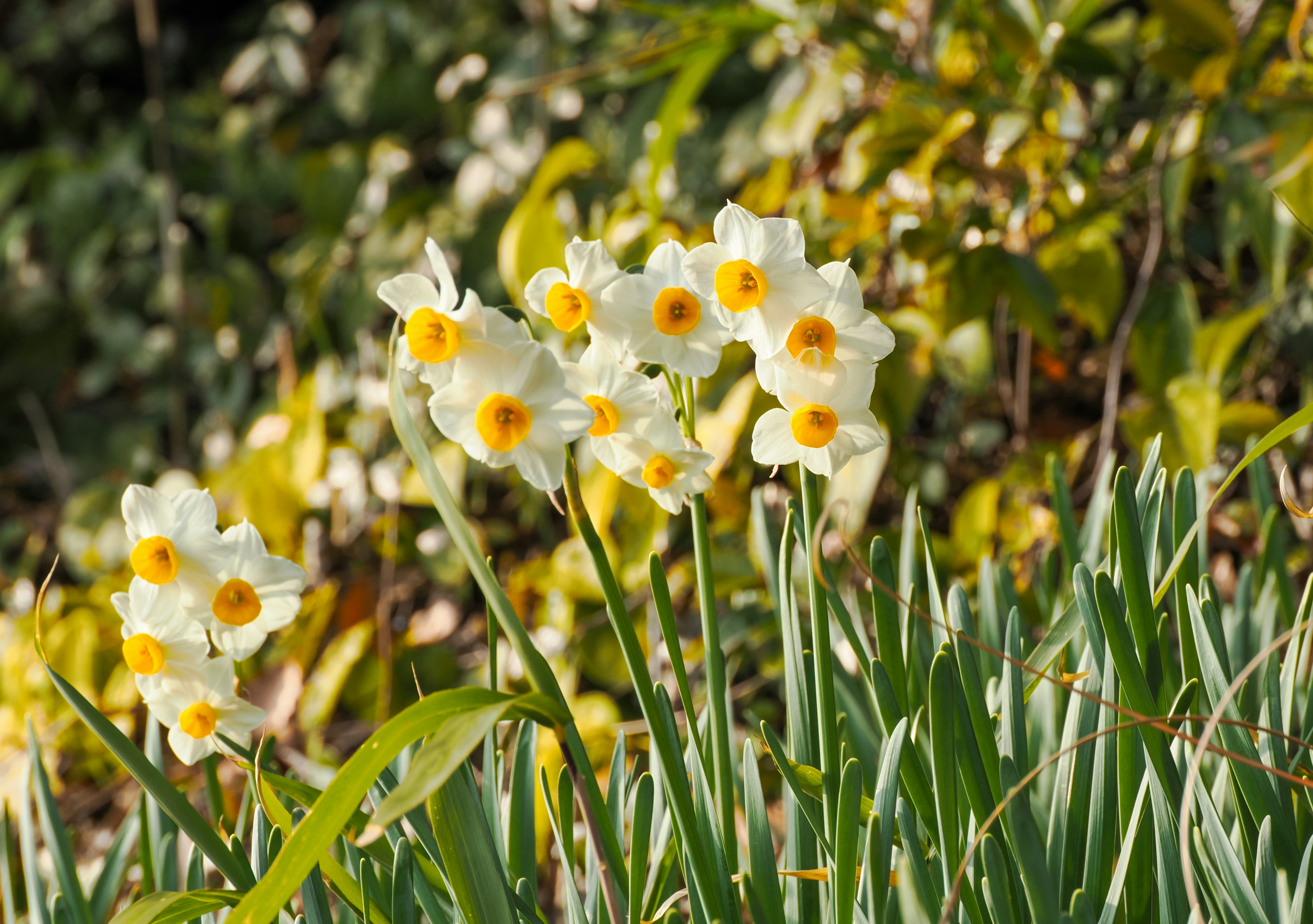 A cluster of white daffodils with yellow centers blooming in a garden