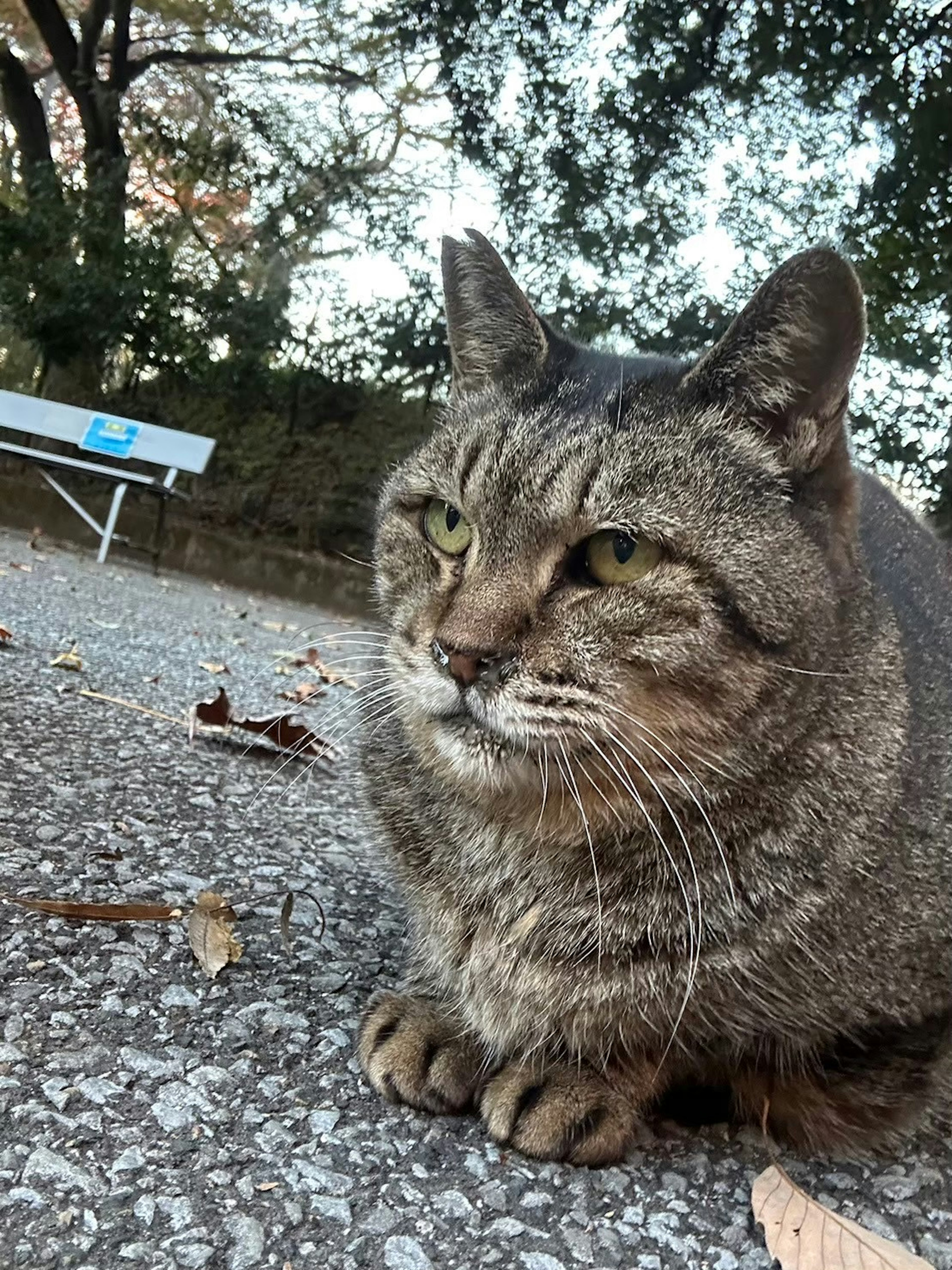 公園の道に座っている灰色の猫のクローズアップ