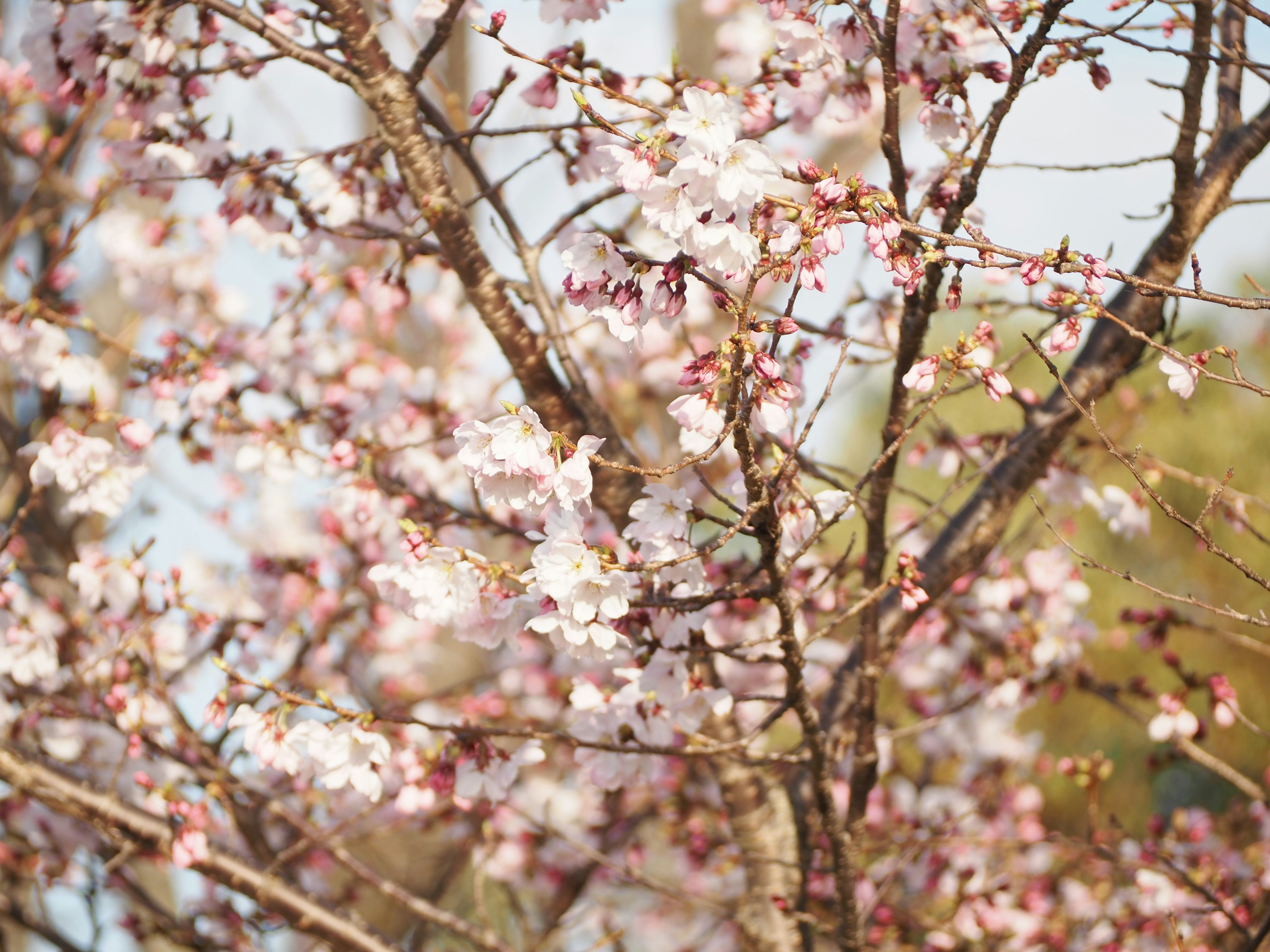 桜の木に咲く薄ピンクの花びらと青い空の背景