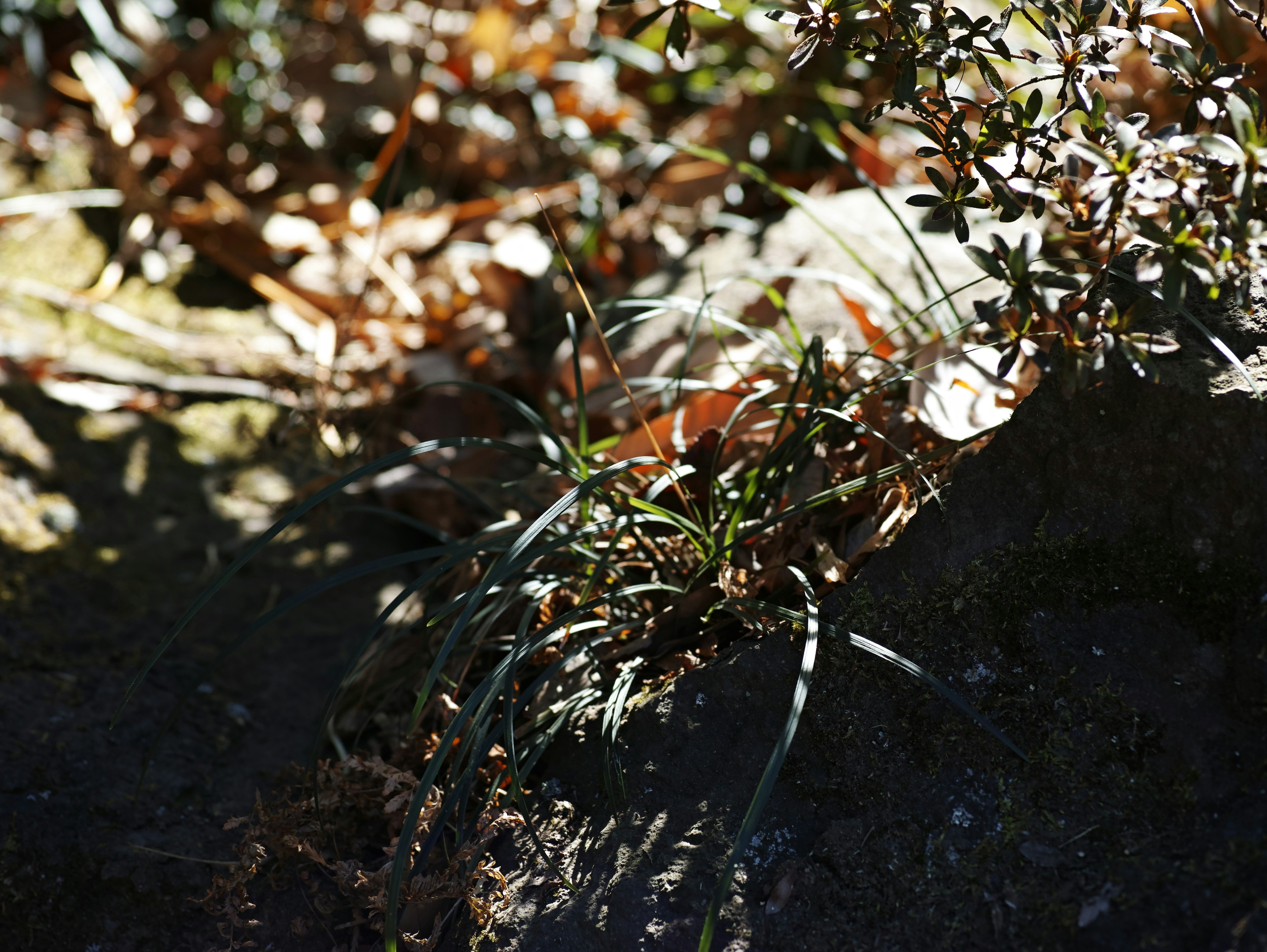 Scena naturale con erba verde e foglie secche