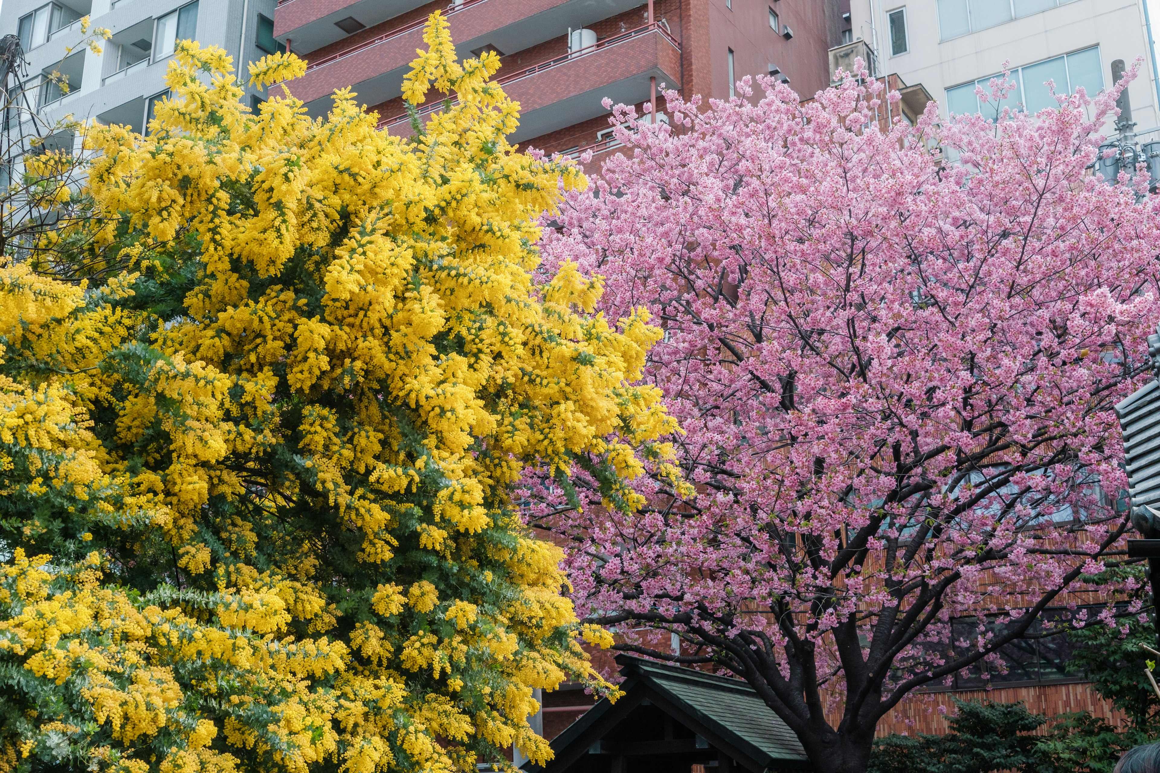 黄色い花とピンクの桜が共存する都市の風景