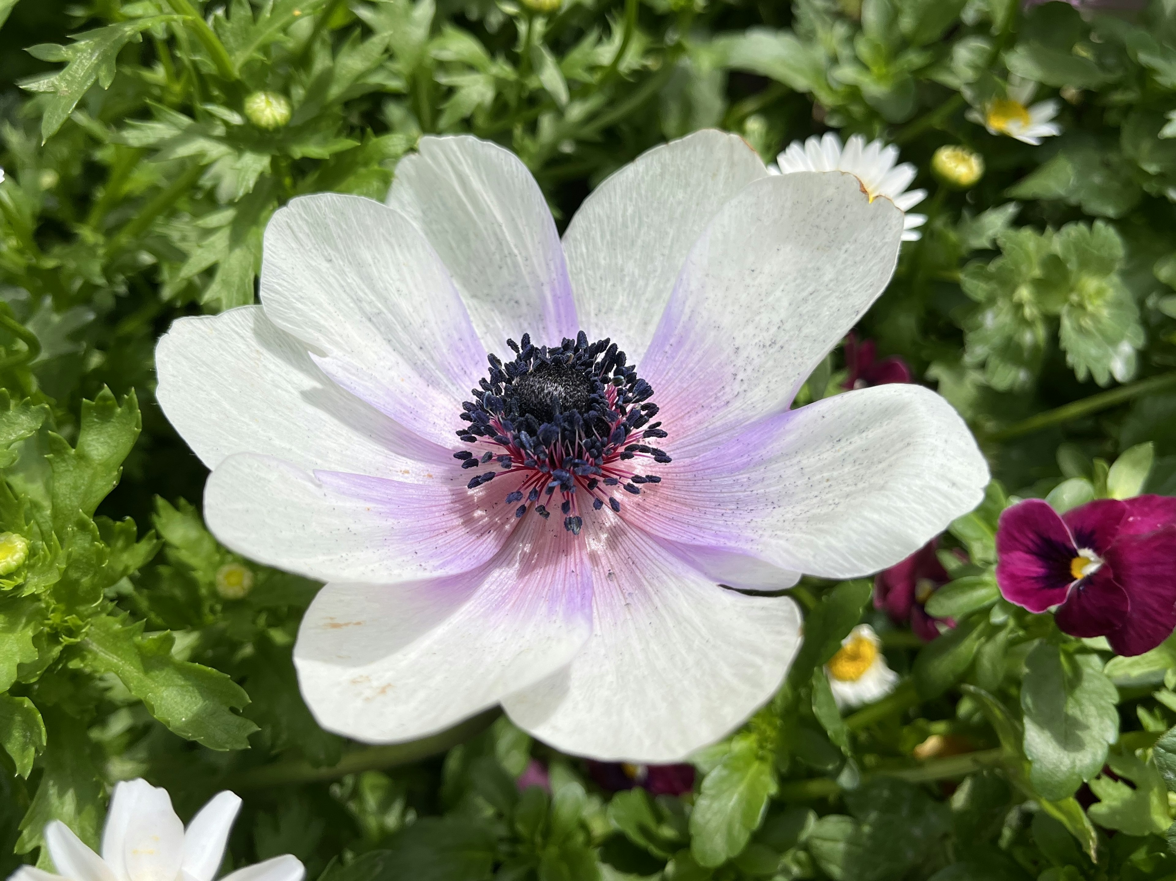 Primo piano di un fiore di anemone bianco con bordi viola e un centro scuro