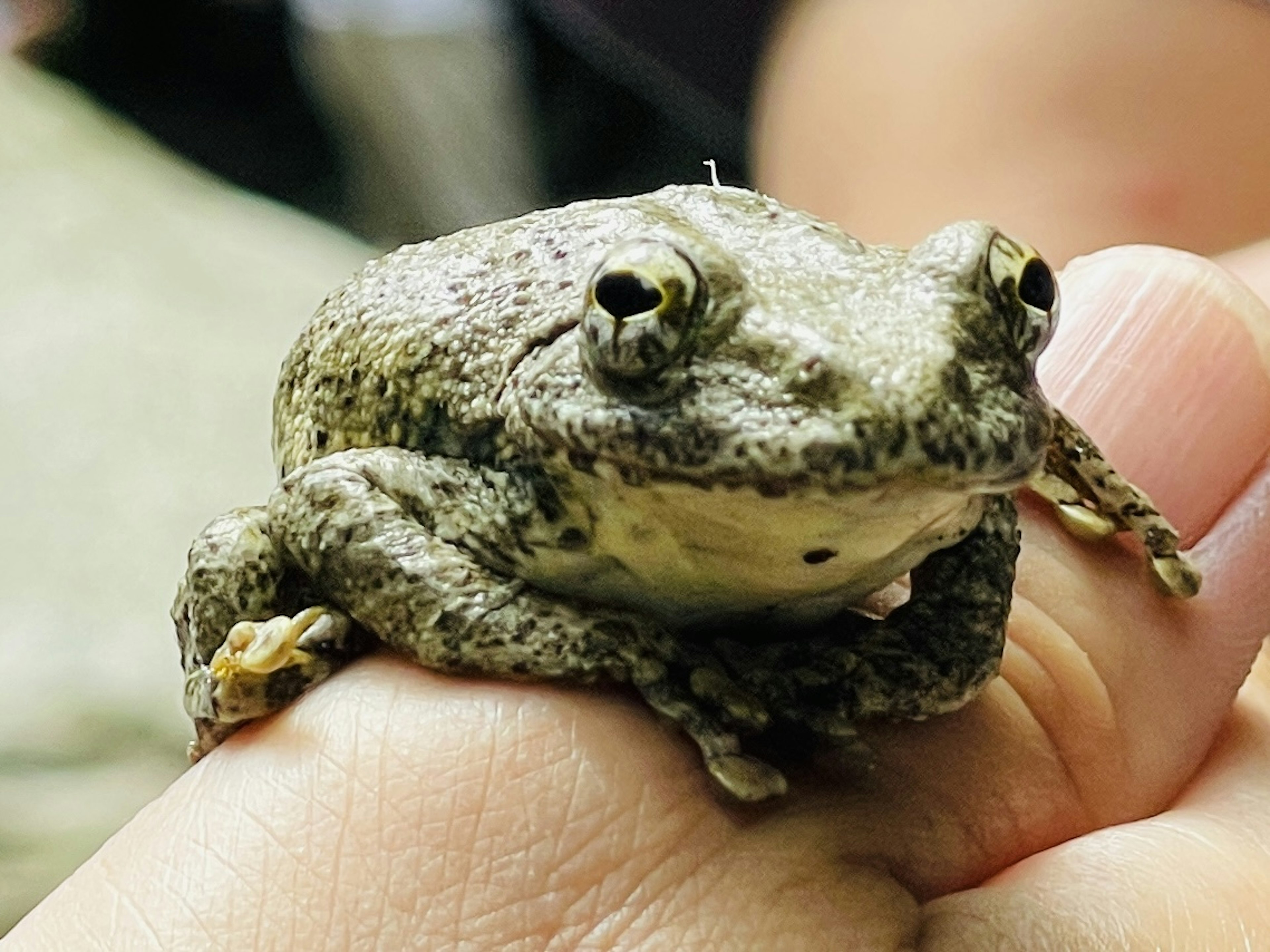 Close-up of a frog sitting on a hand