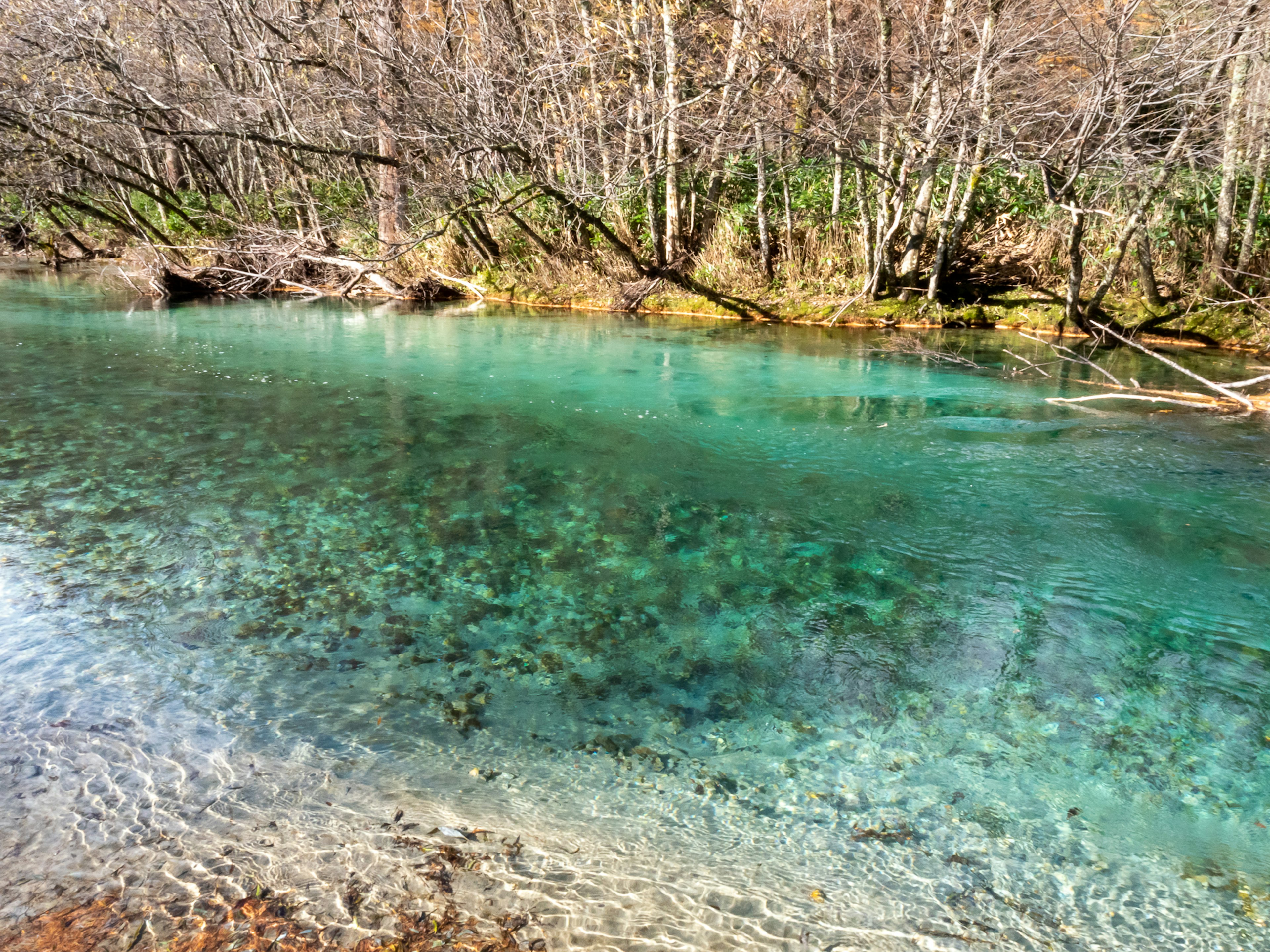 澄んだ水と木々が映る静かな川の風景