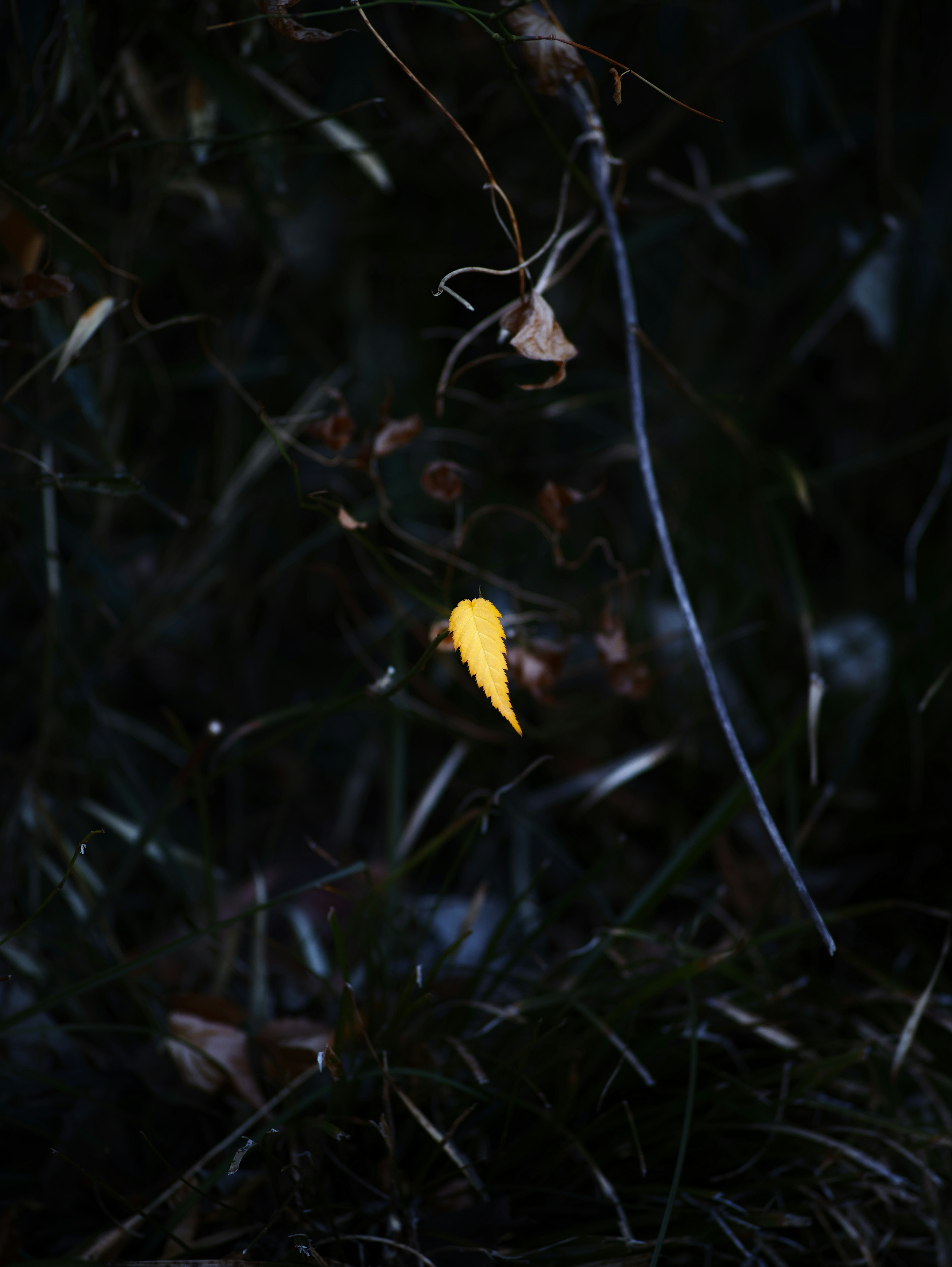 Yellow leaf against a dark background