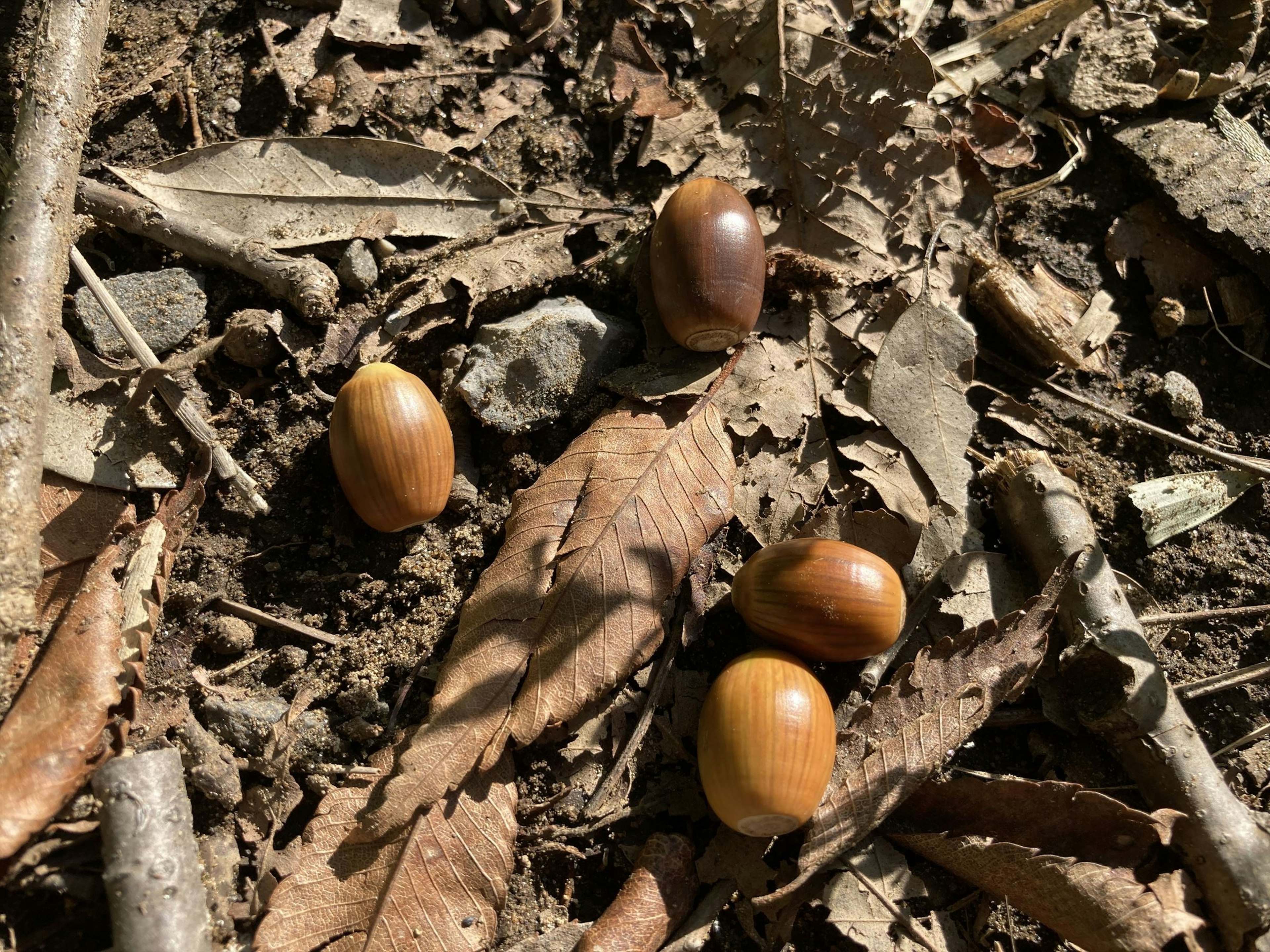 Quatre glands sur le sol parmi des feuilles sèches