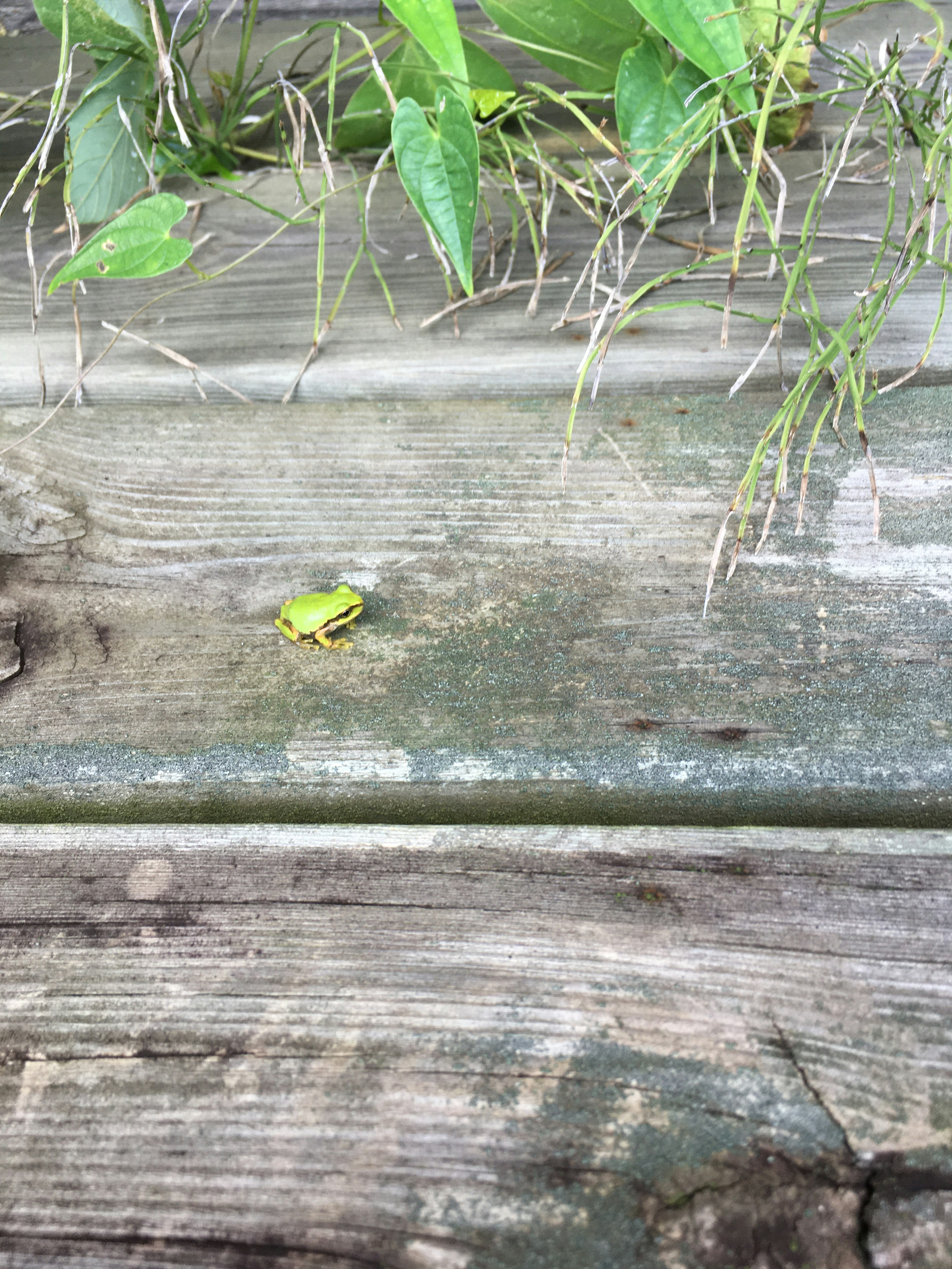 Petite grenouille verte sur des planches en bois entourée d'herbe