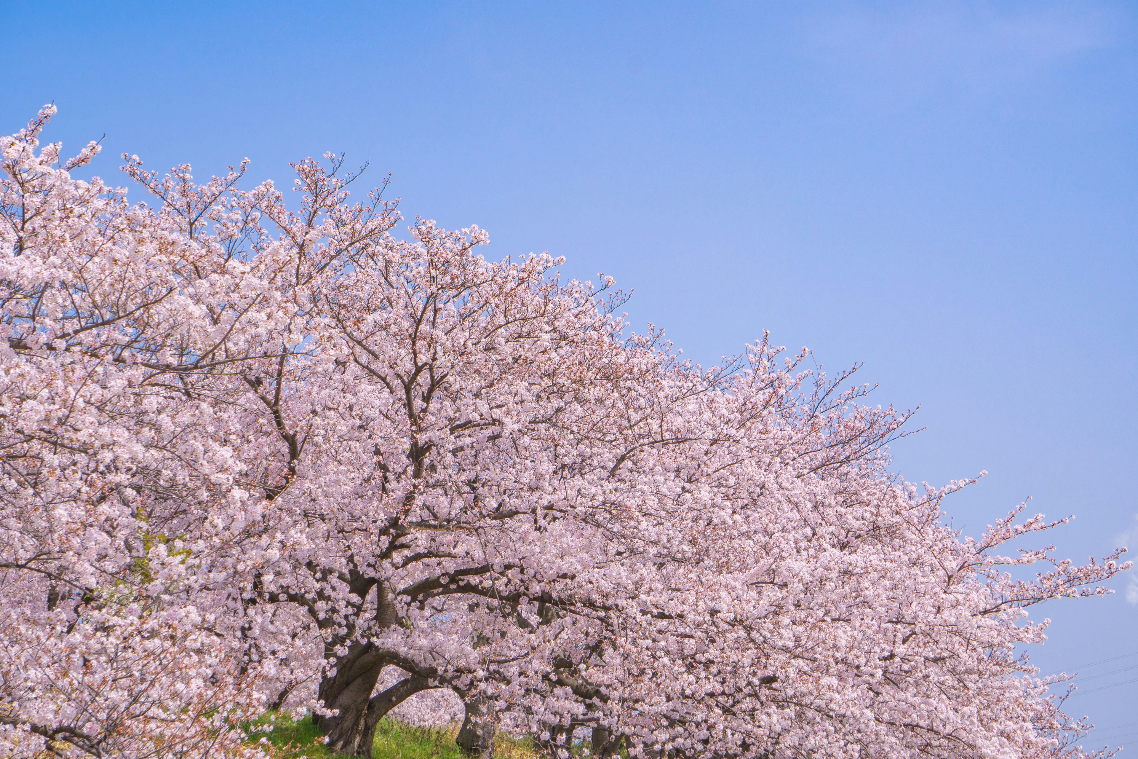 Pohon sakura mekar di bawah langit biru