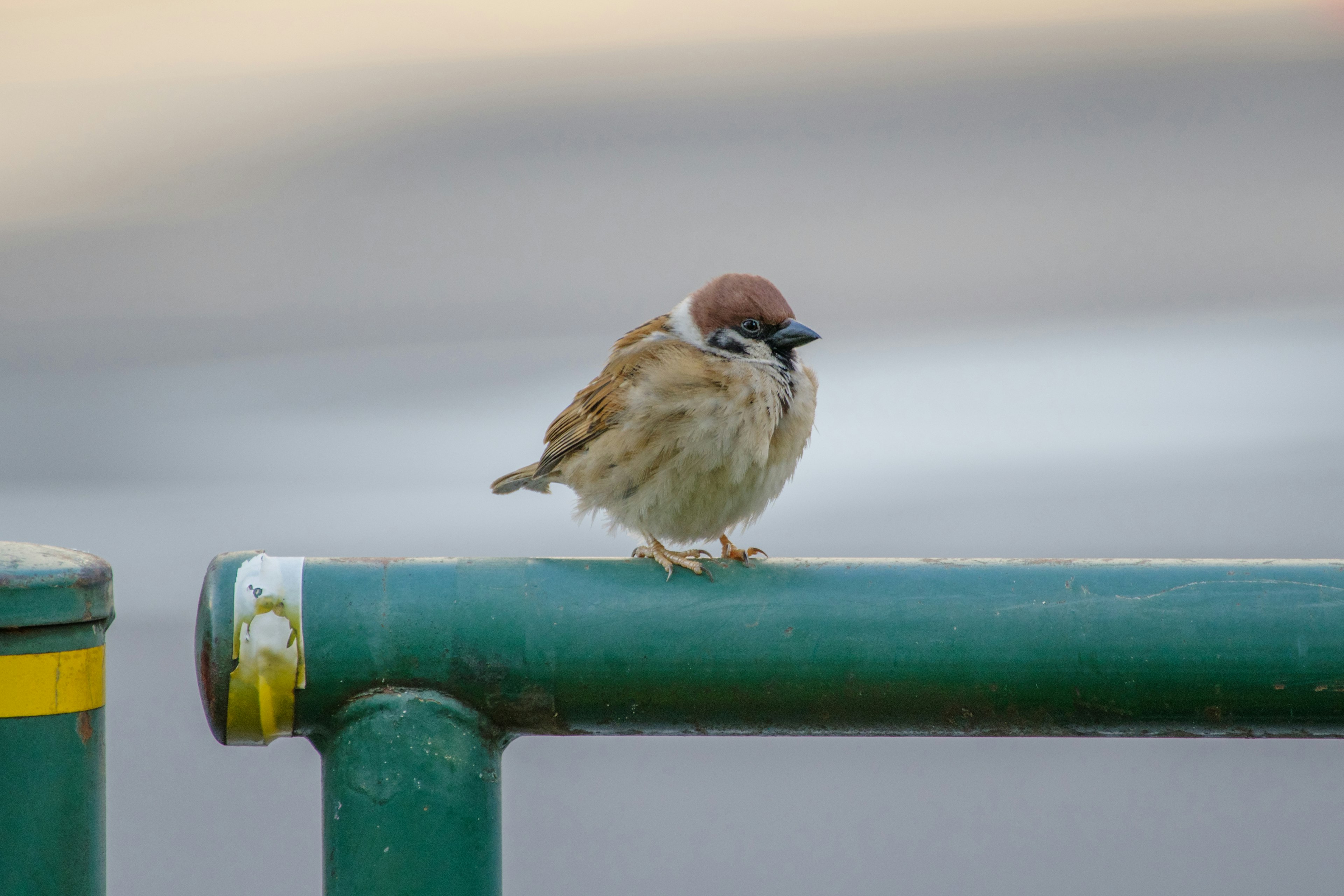 A small sparrow perched on a green pipe