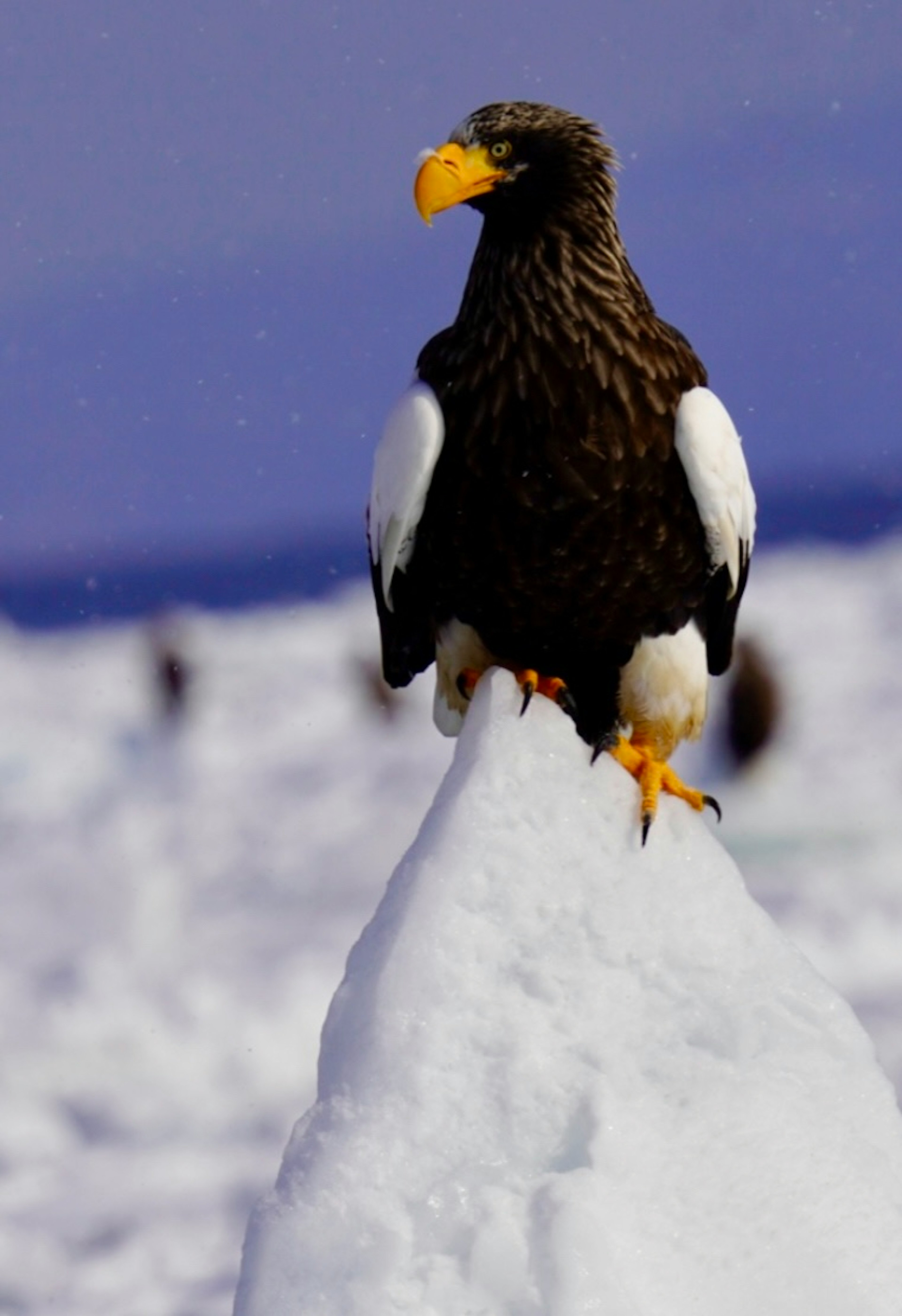 Un'aquila di mare di Steller posata su una vetta innevata