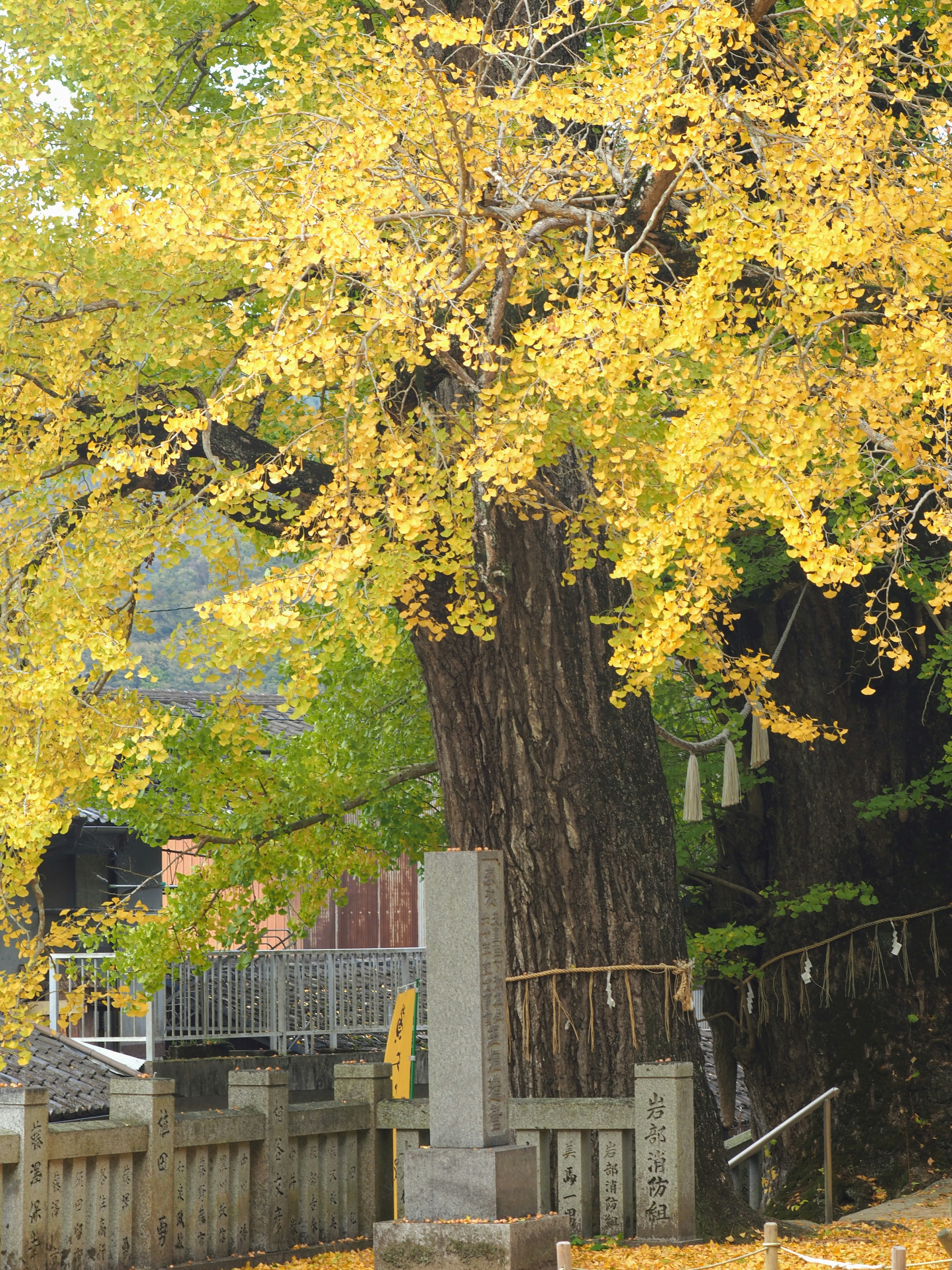 Grand arbre de ginkgo avec des feuilles jaunes vives dans un cadre pittoresque