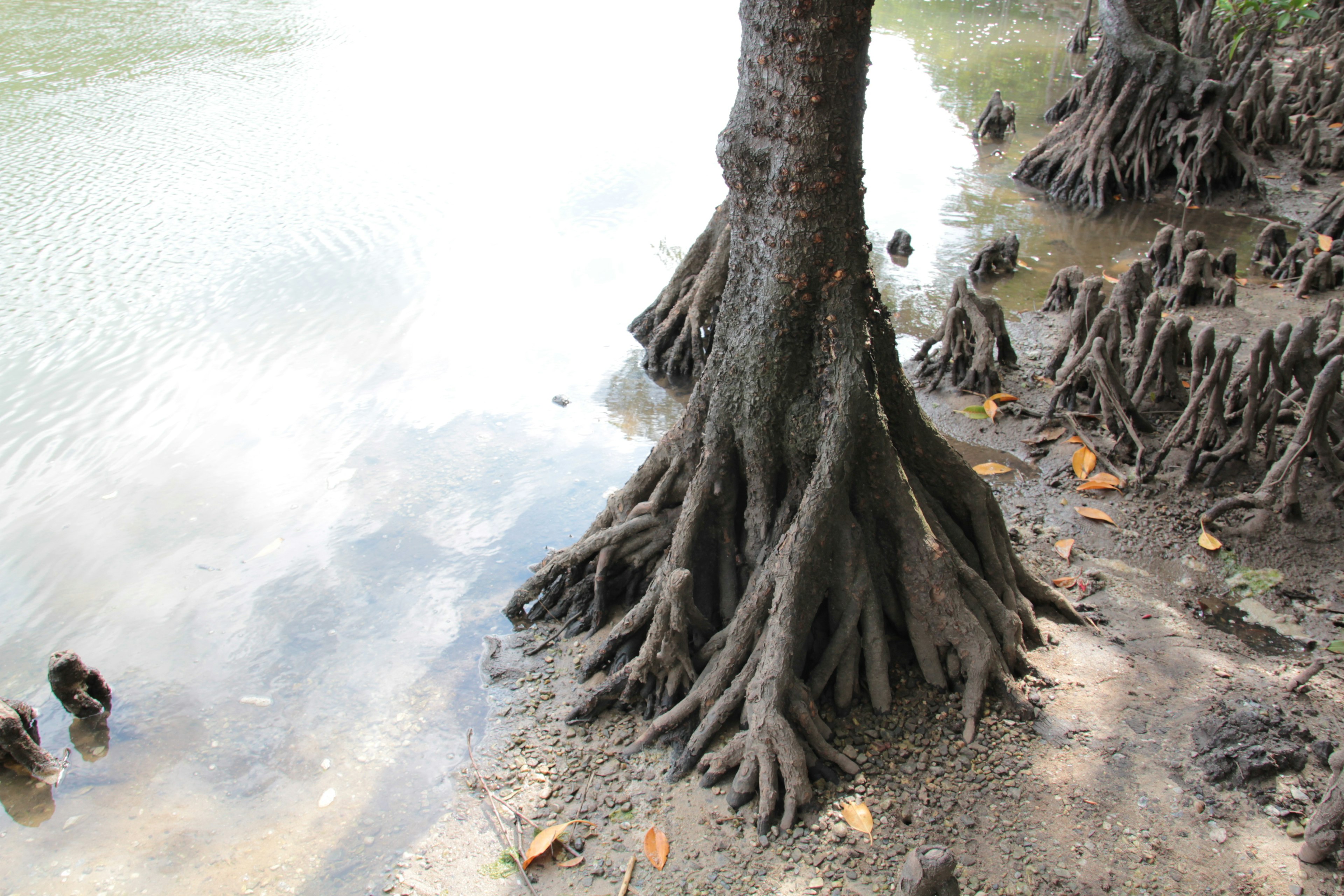 ภาพรากไม้โกงกางที่ขอบน้ำ