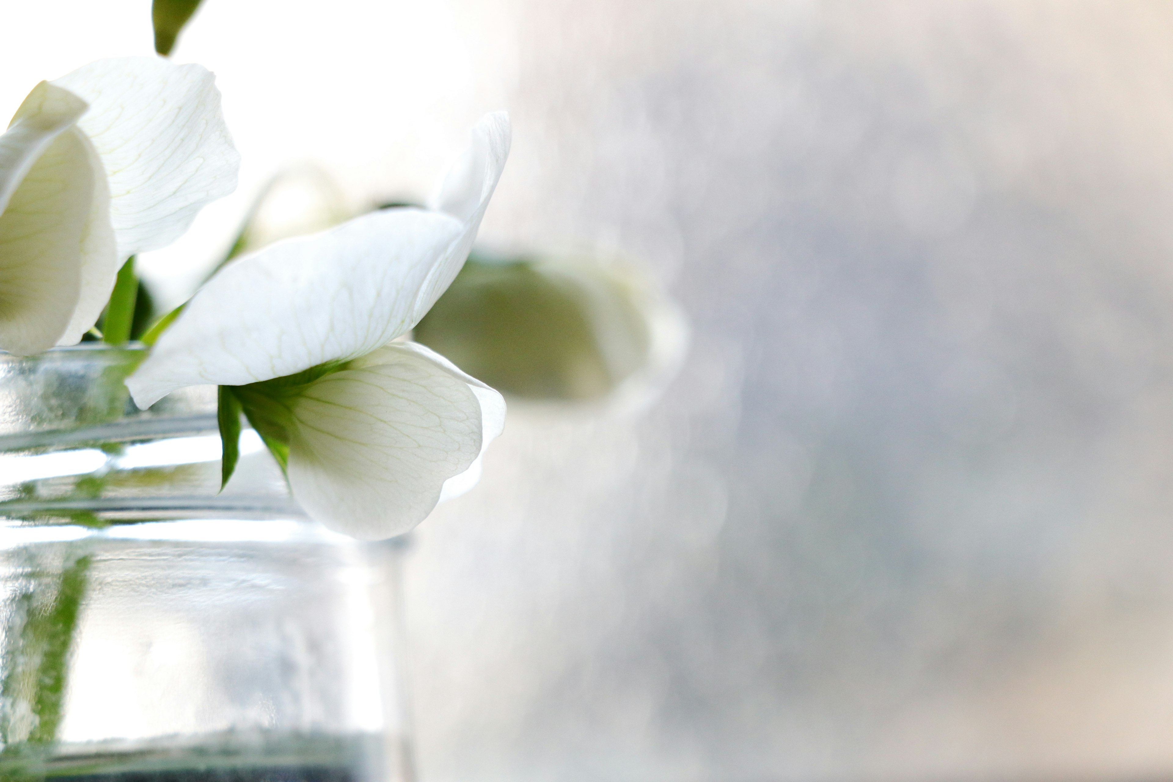 Delicate white flowers in a glass jar with water against a soft background