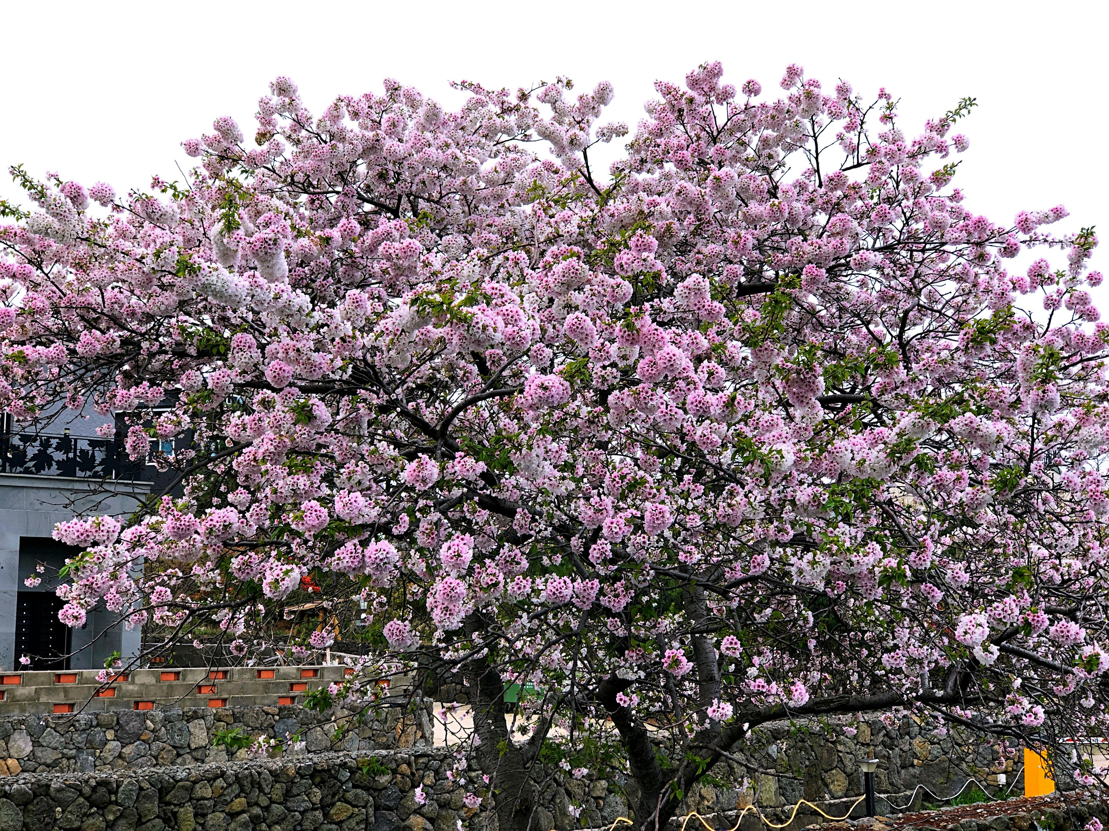 Blooming cherry blossom tree with a building in the background