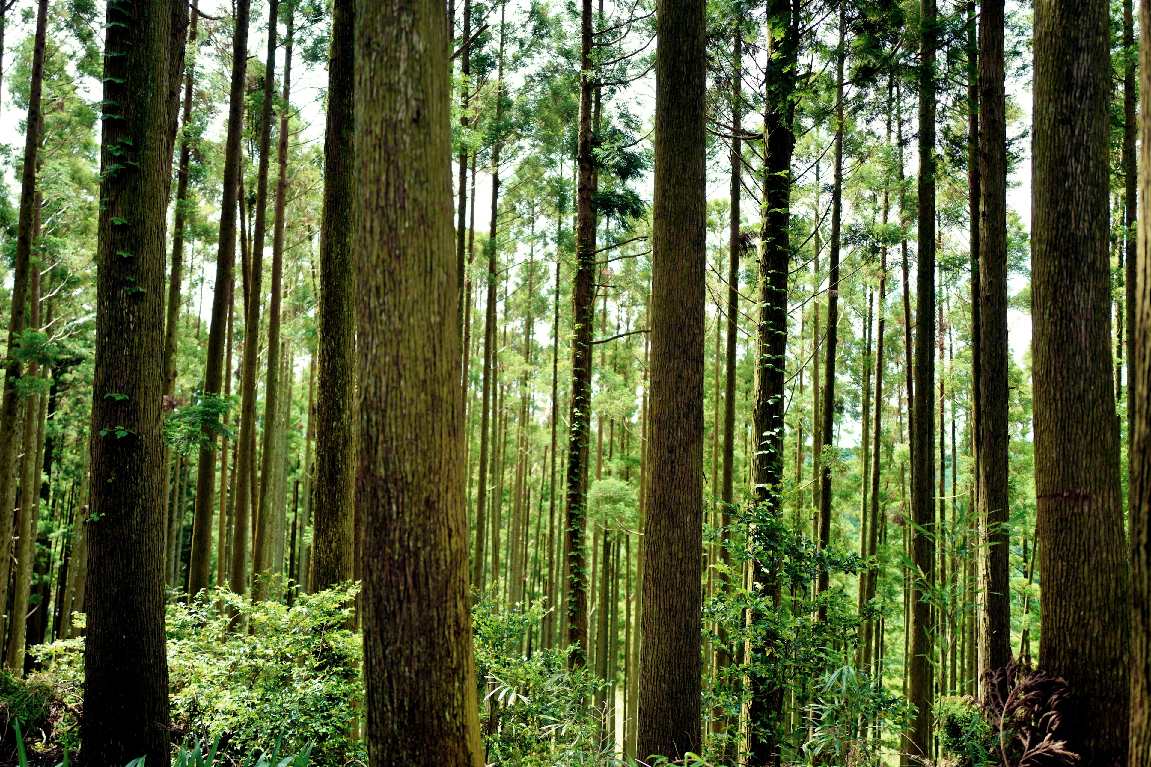 Pohon tinggi berdiri di hutan hijau yang rimbun