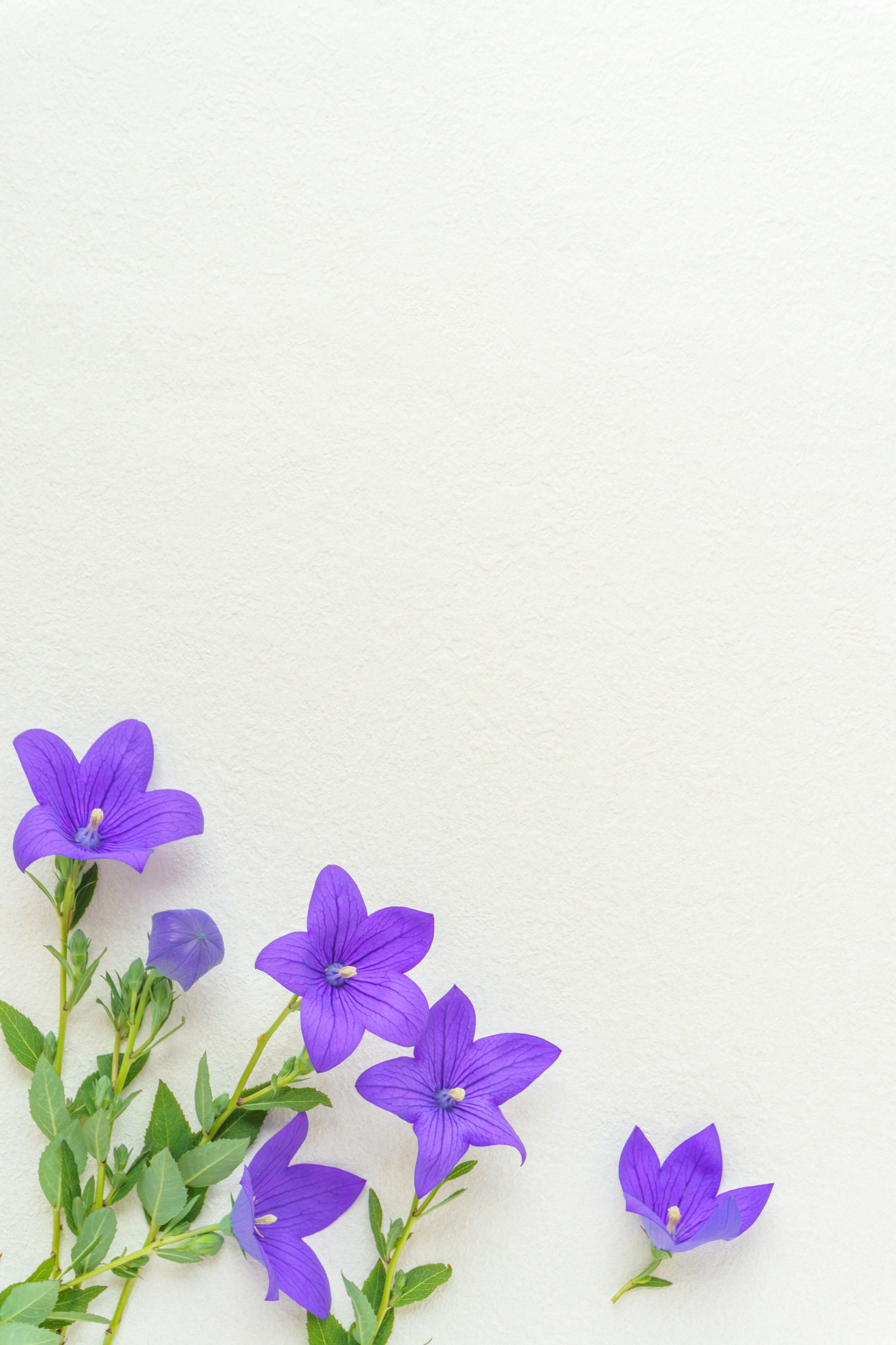 Purple flowers scattered on a light background