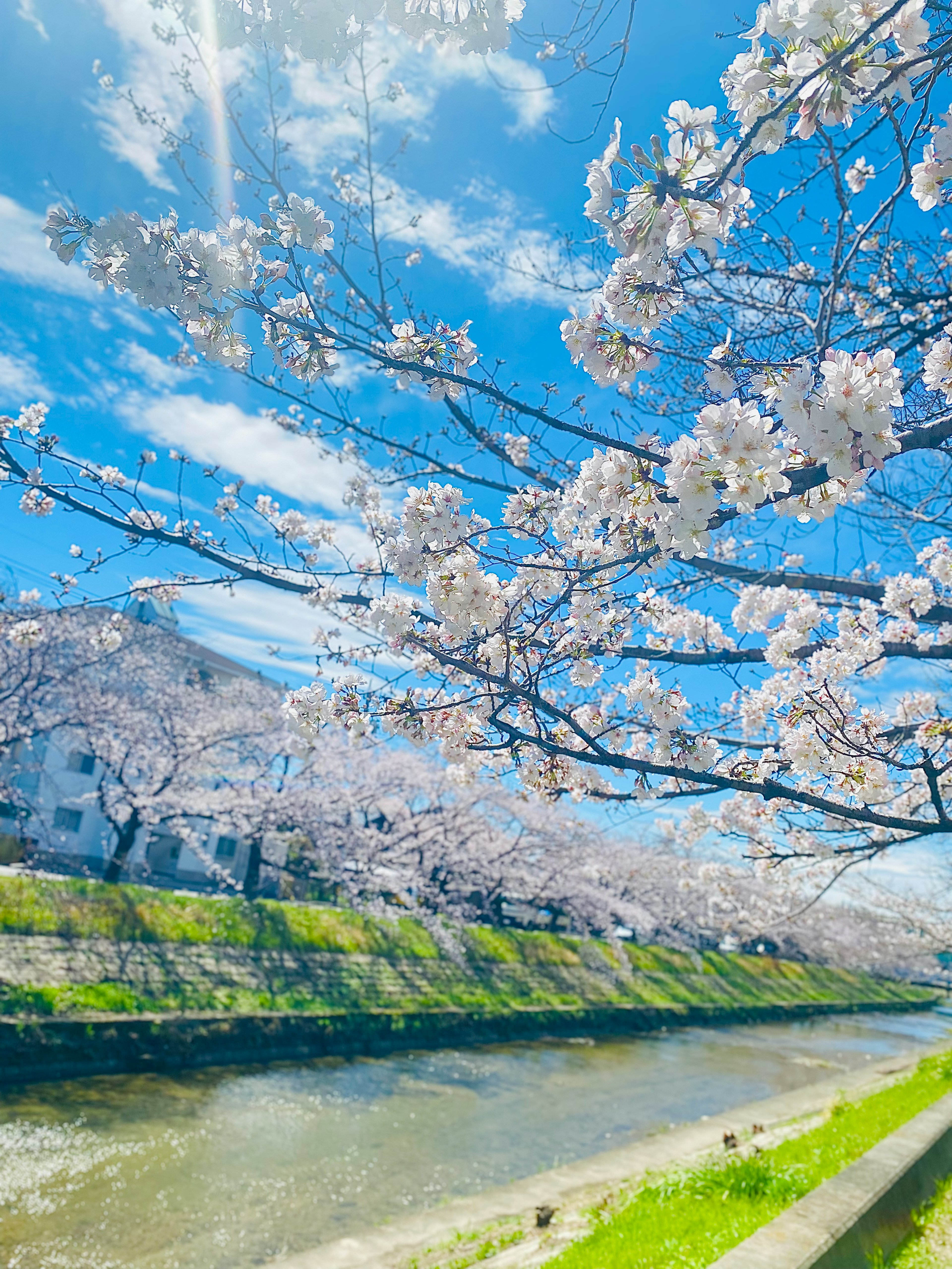 青空に映える桜の花と川の風景