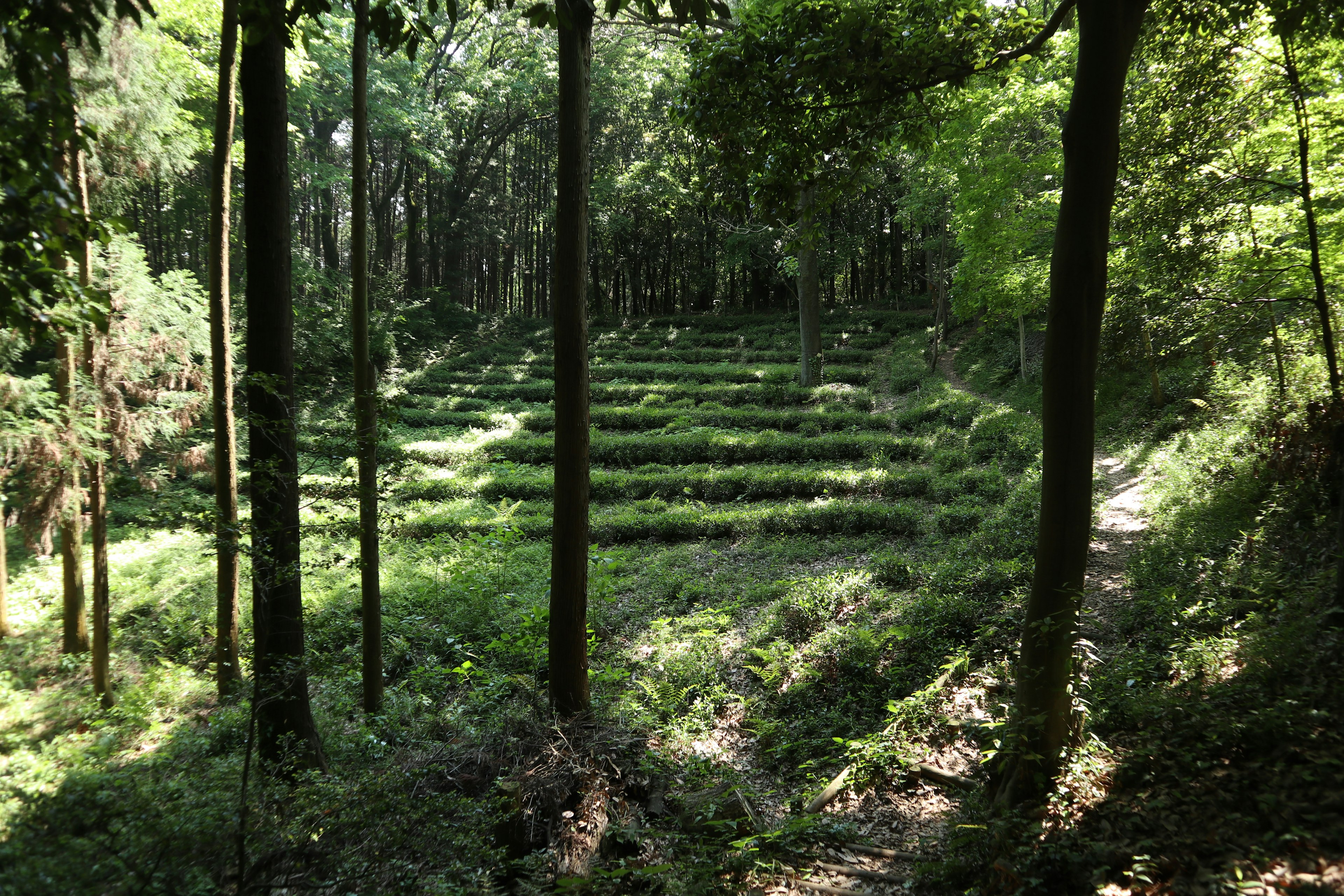 緑豊かな森と段々畑の風景