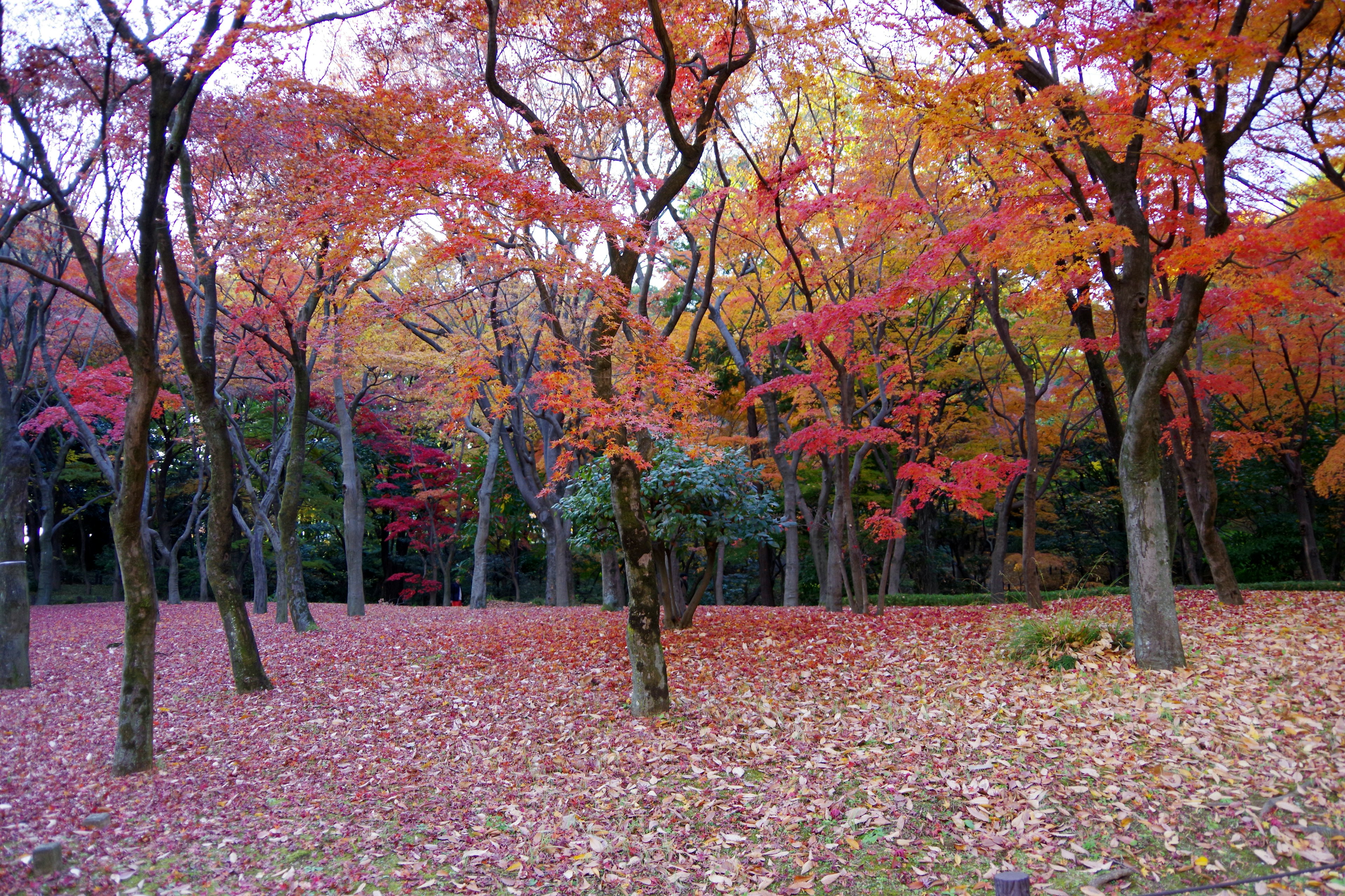 Scenic view of autumn foliage in a park vibrant red and orange leaves cover the ground trees are colored