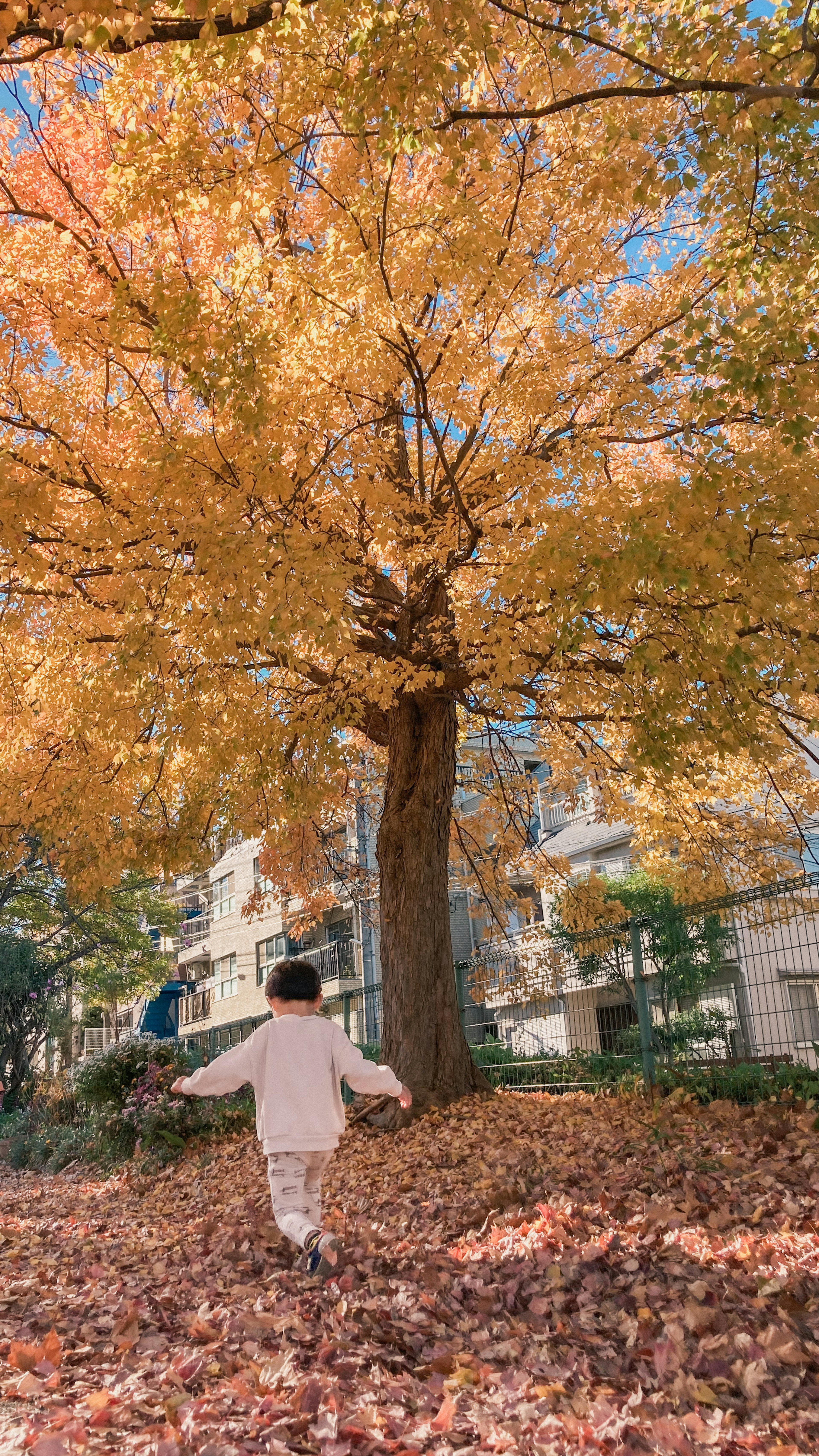 Bambino che cammina sotto un grande albero autunnale con foglie dorate