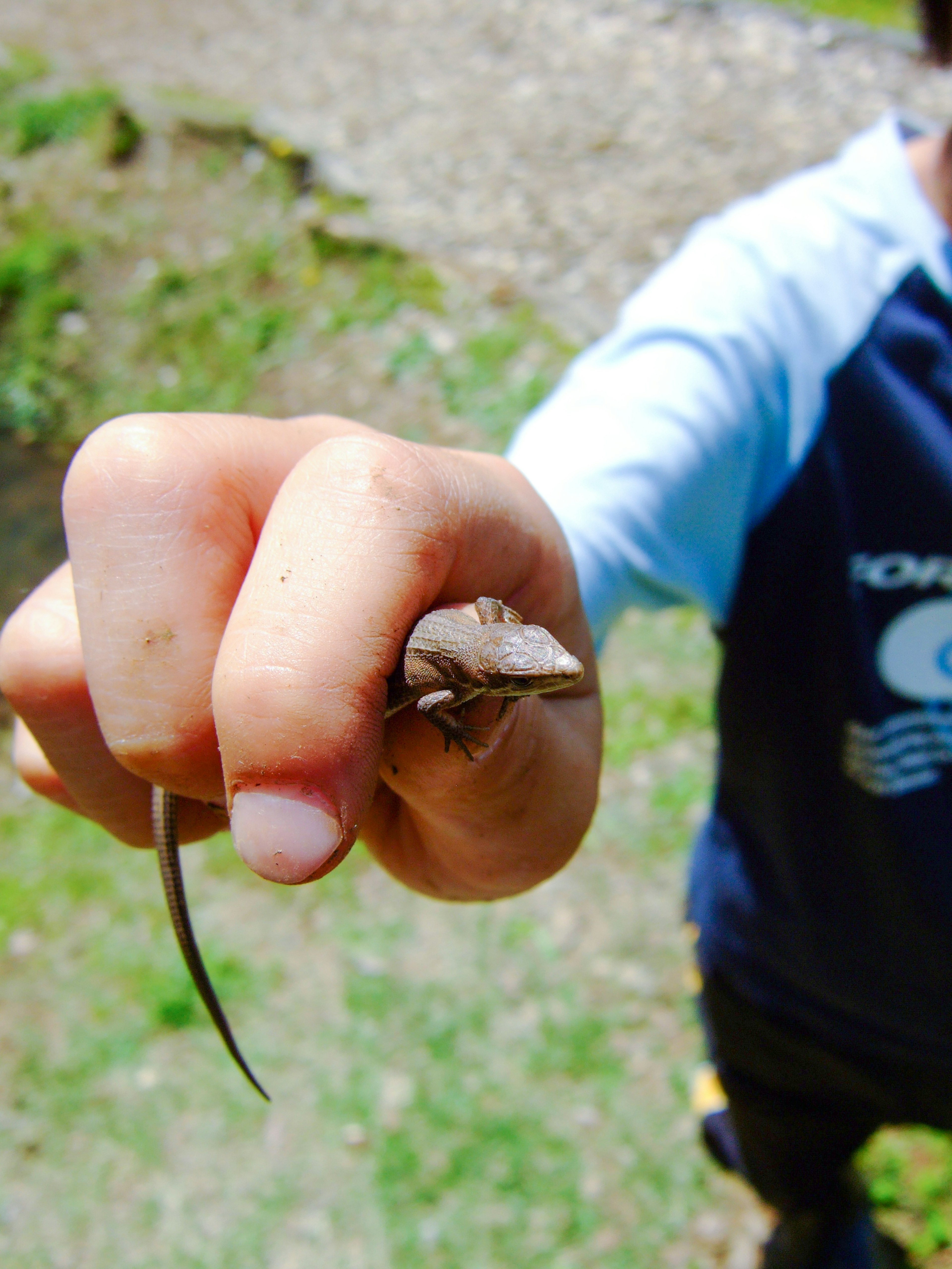 Child's hand holding a small lizard