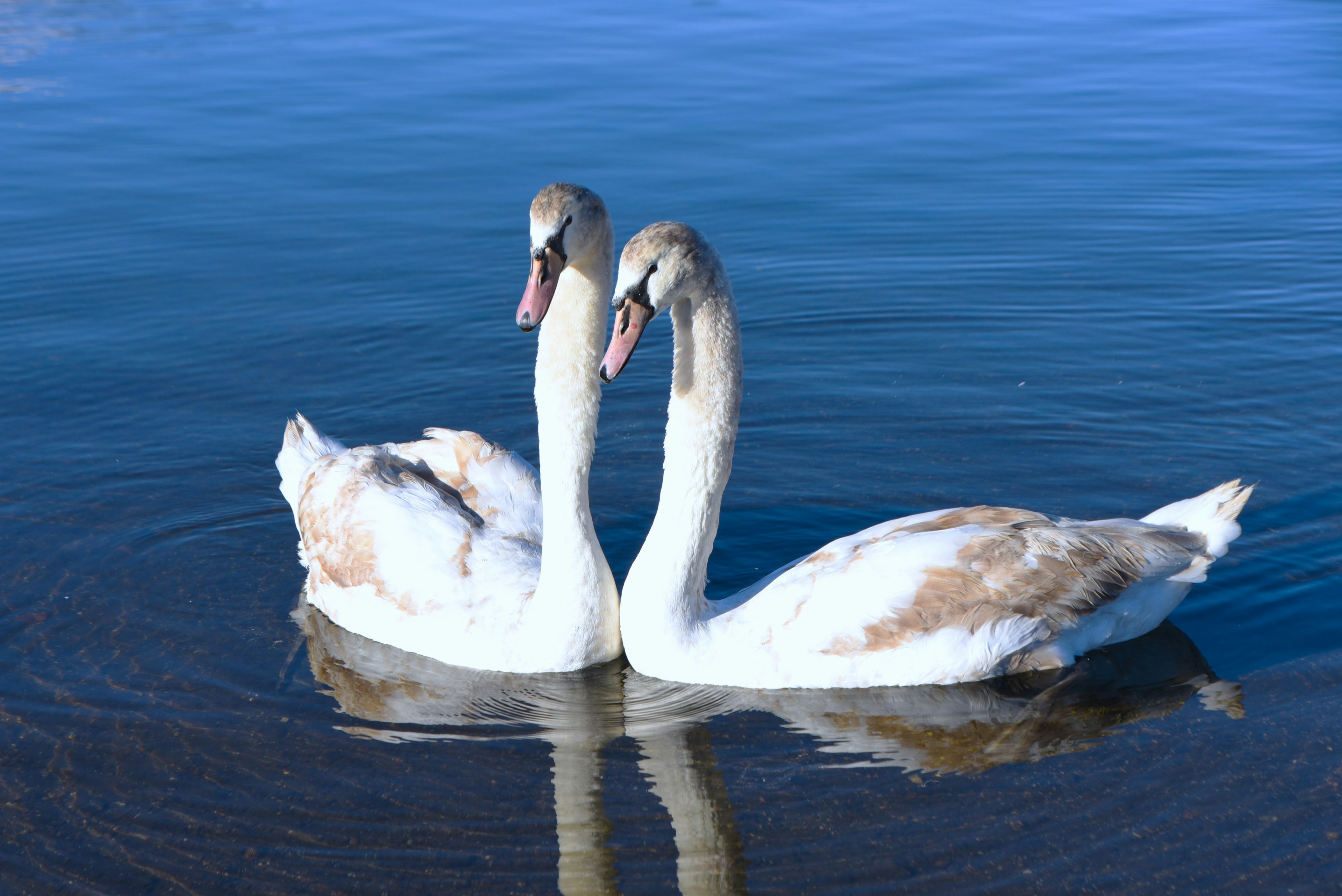 Due cigni che nuotano elegantemente sull'acqua fronte a fronte