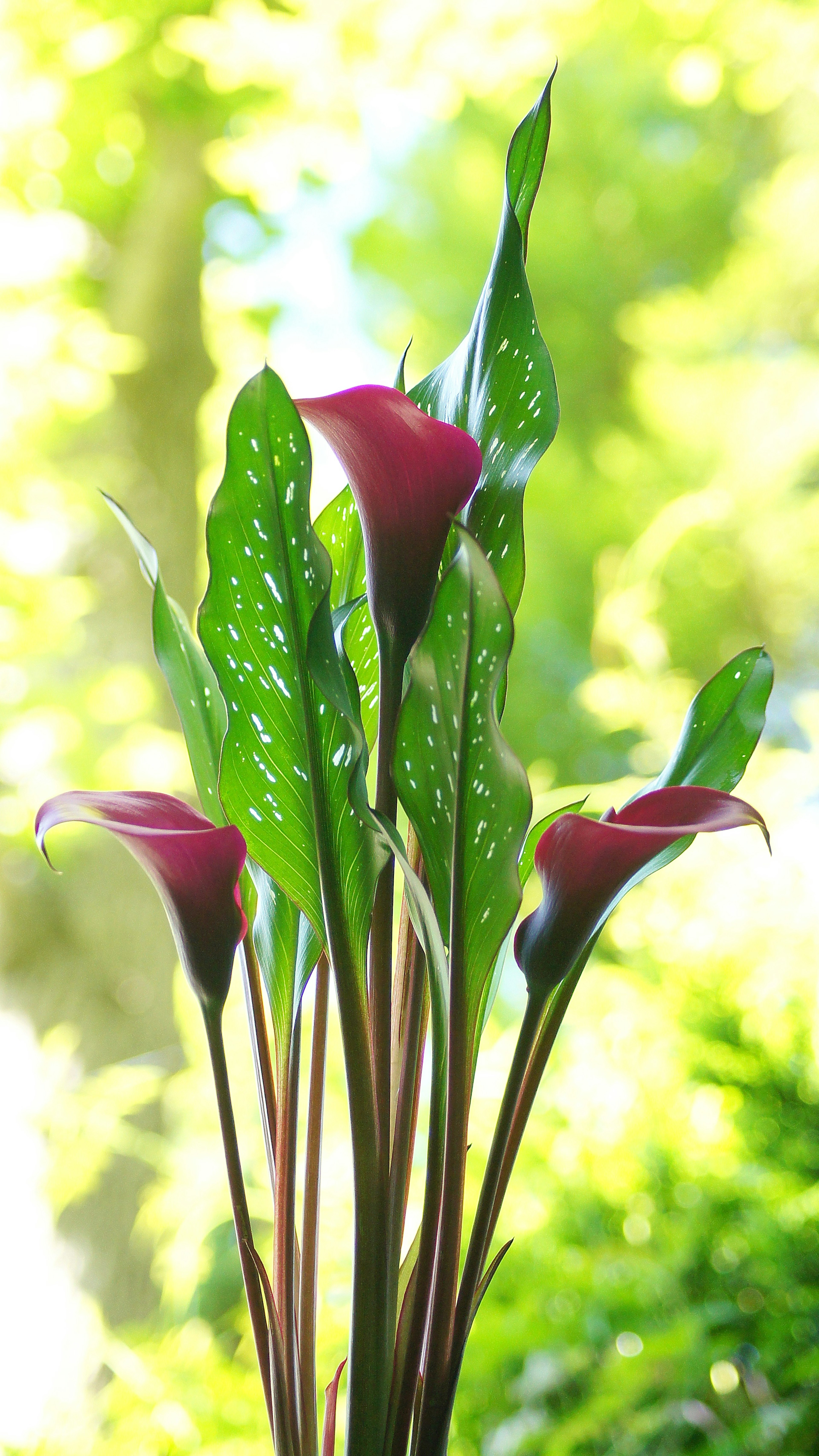 特写的马蹄莲植物，绿叶和红花