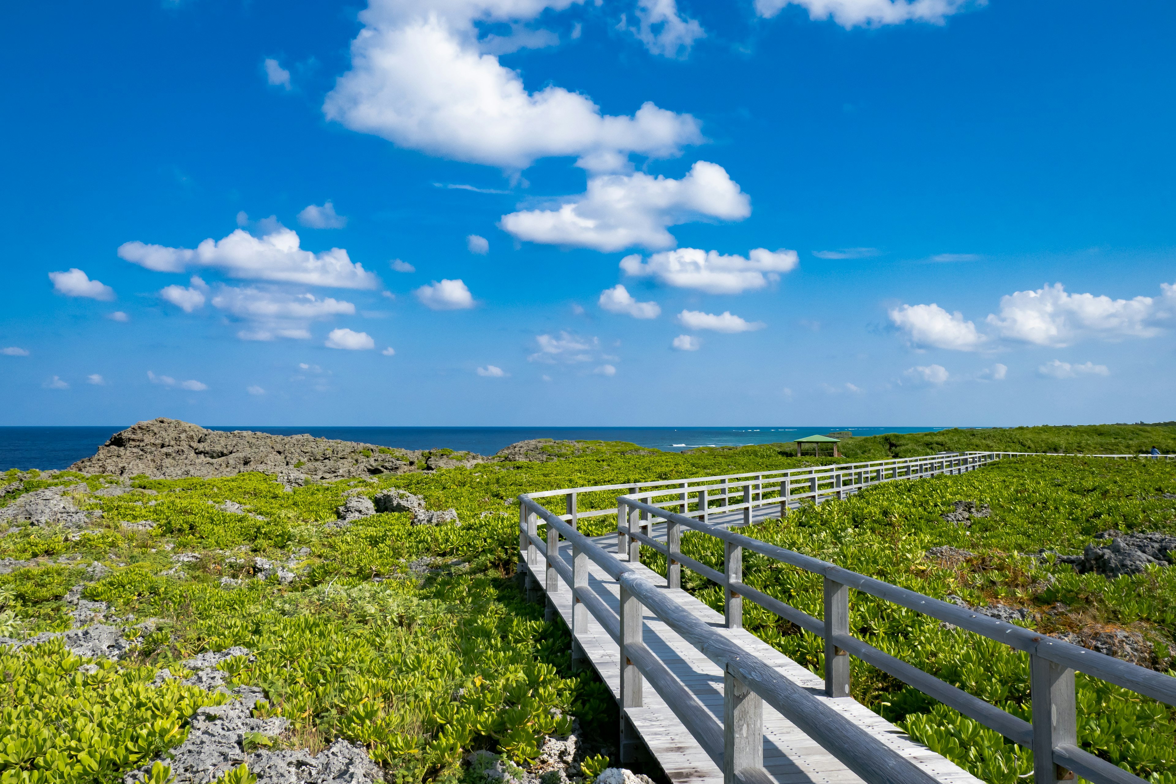 Paysage verdoyant avec un chemin en bois sous un ciel bleu et des nuages blancs