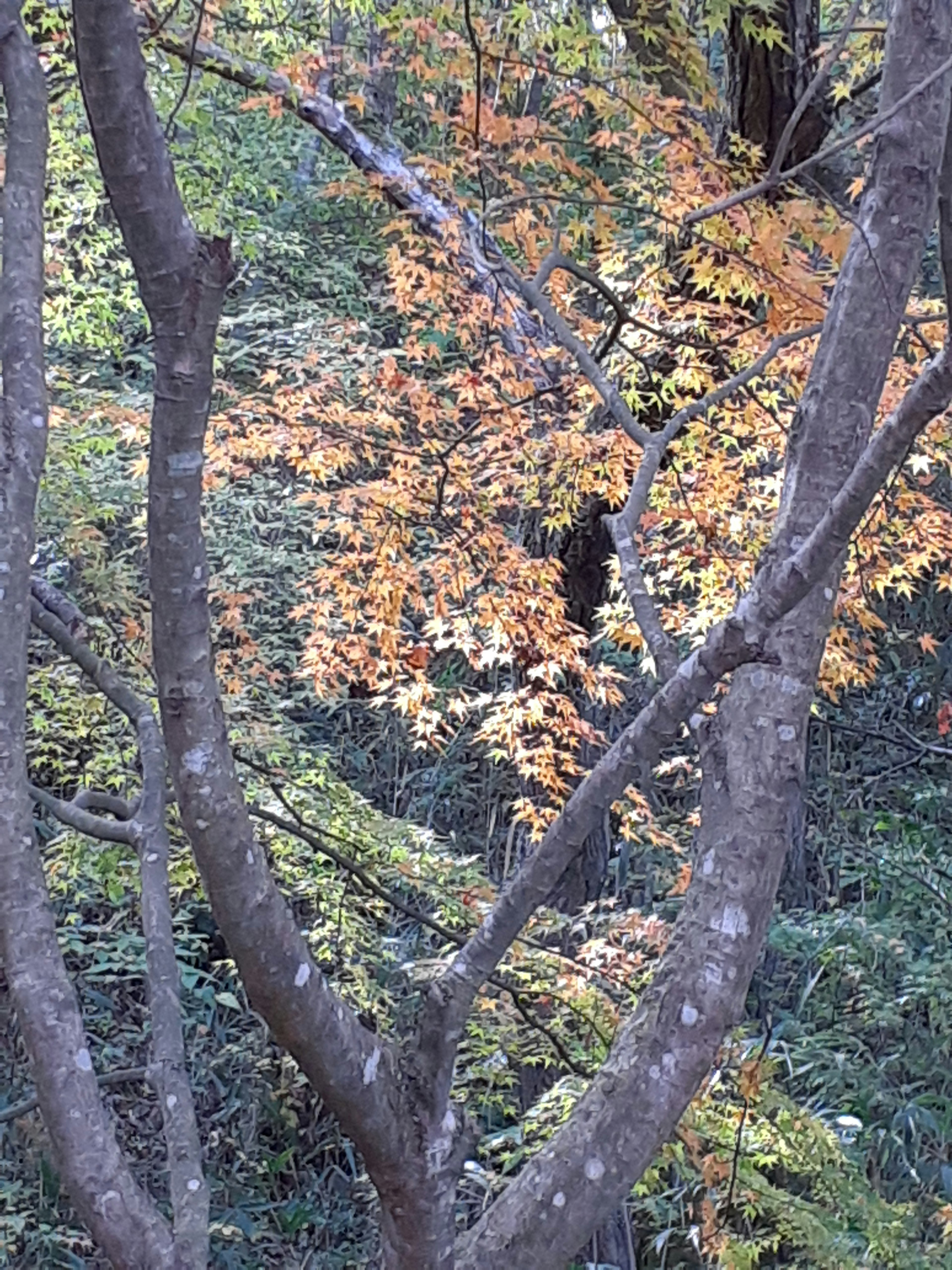 色づいた木々と枝が交差する秋の風景