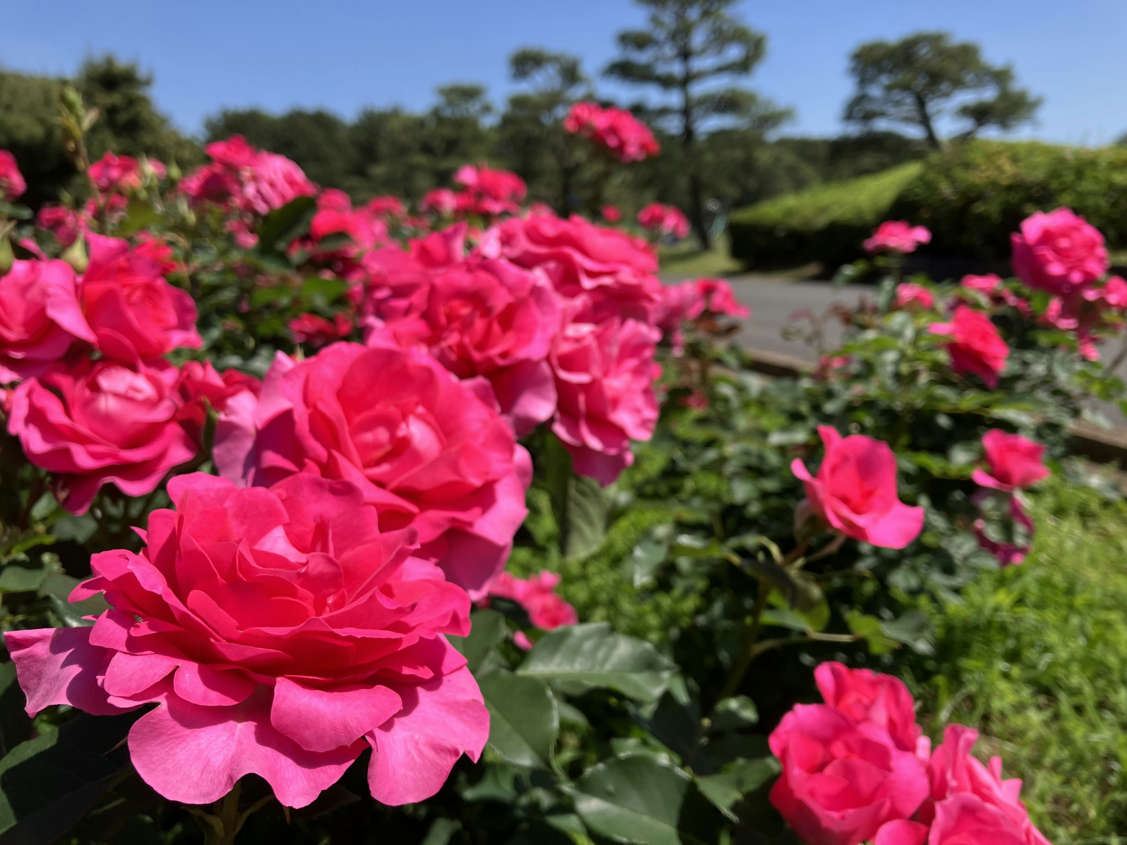 Rosa rosa vibrante che fiorisce in un giardino