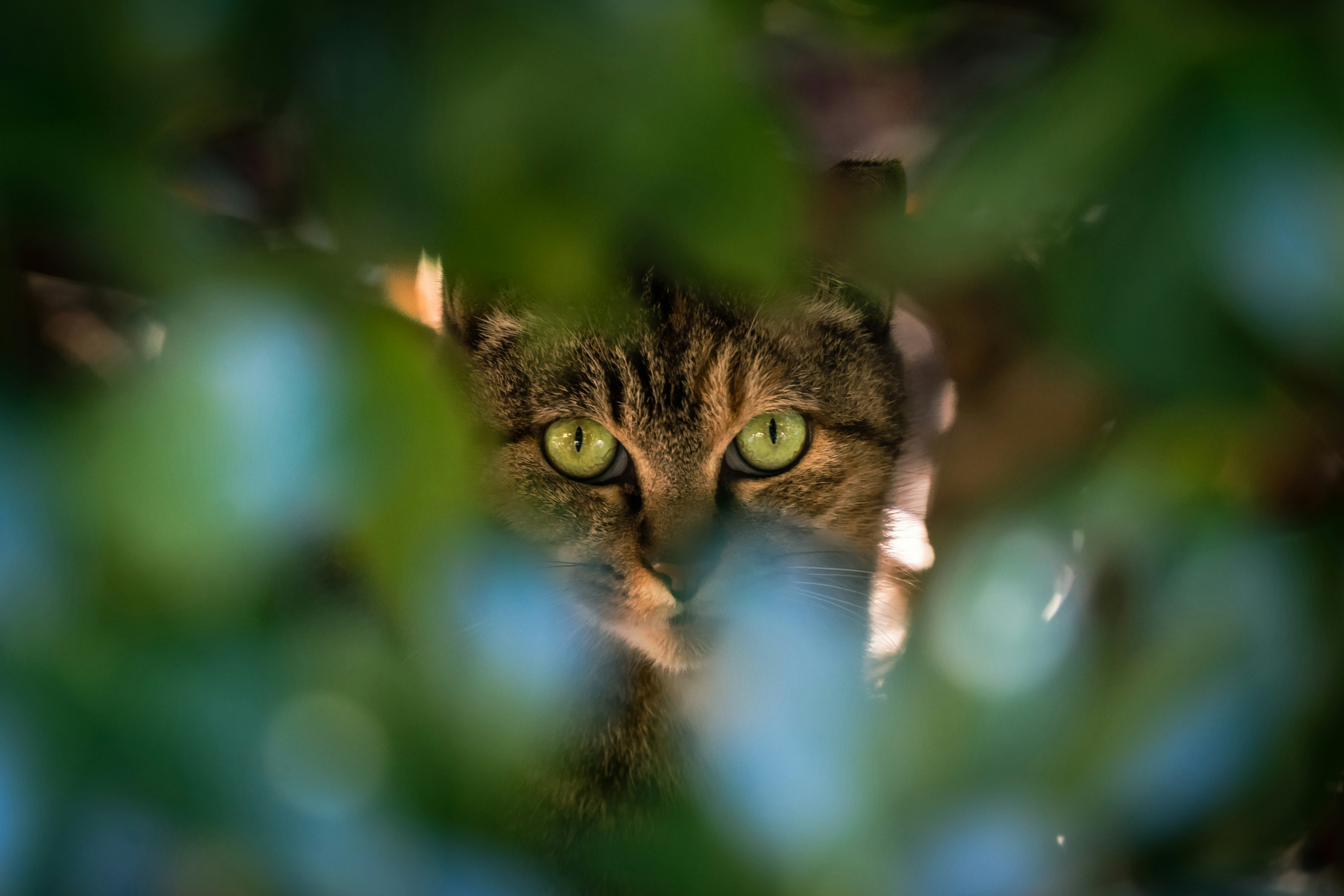 Occhi di un gatto che sbirciano tra le foglie verdi