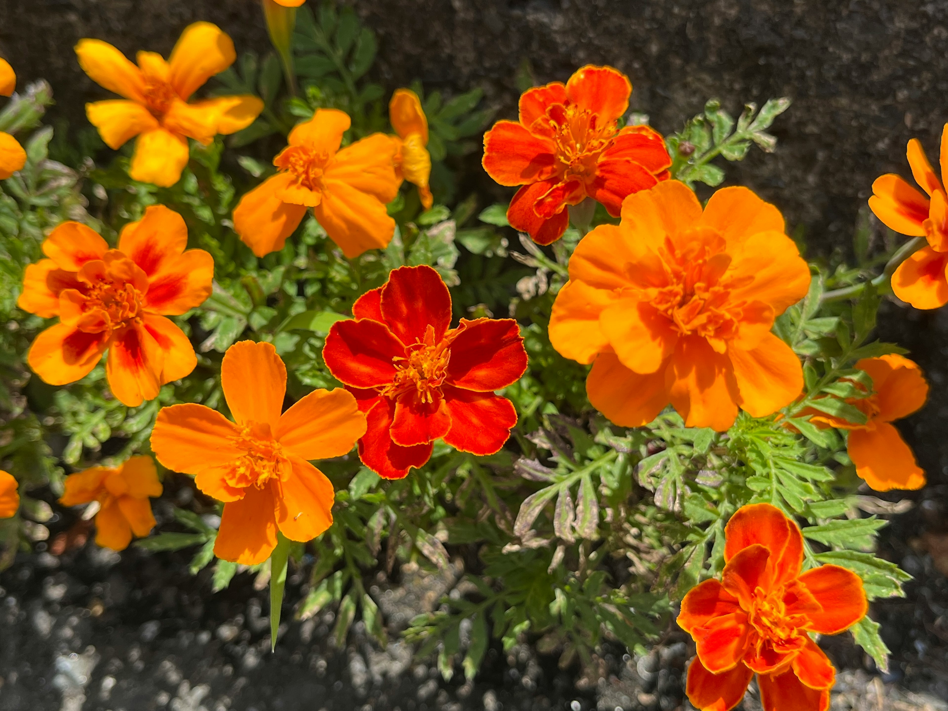 Bunga marigold oranye cerah mekar di taman