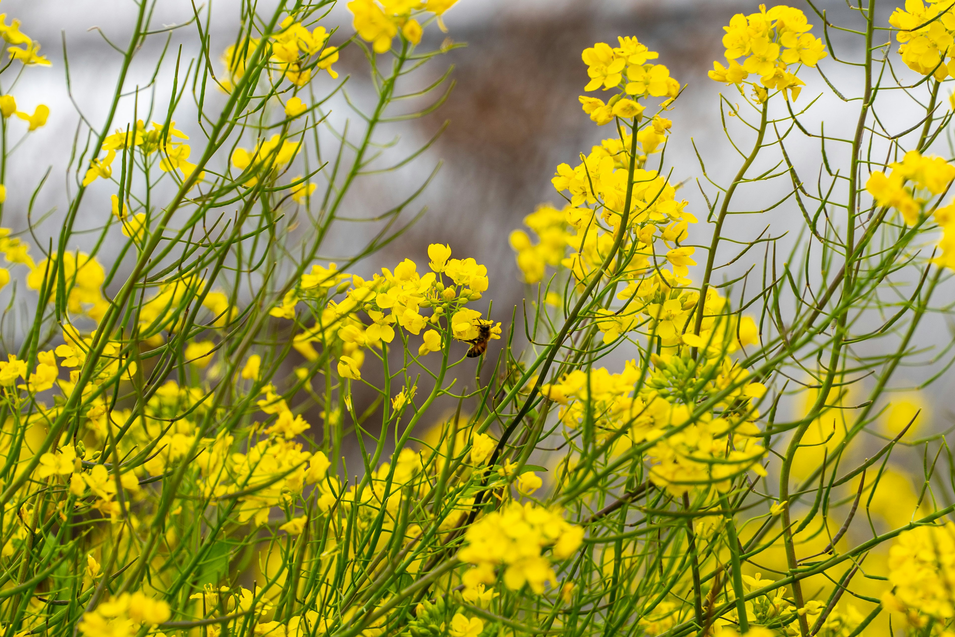 Eine Nahaufnahme von lebhaften gelben Blumen mit grünen Stängeln und einer Biene, die zwischen ihnen fliegt