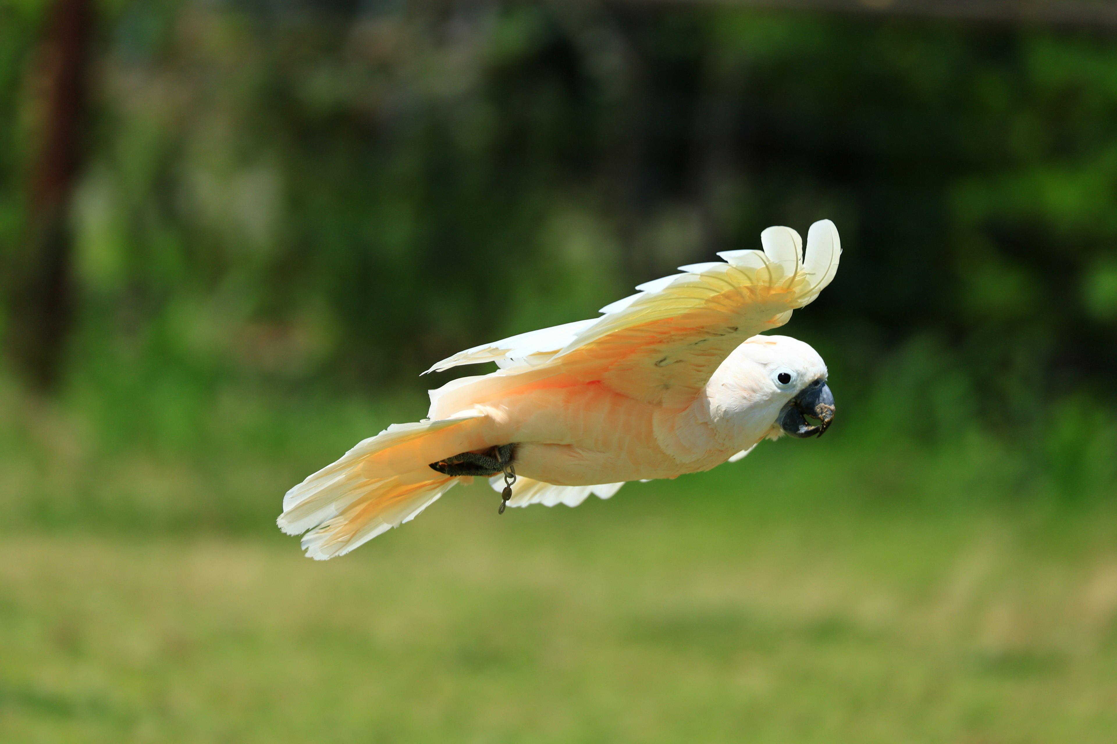 A colorful parrot flying with vibrant wings against a green background