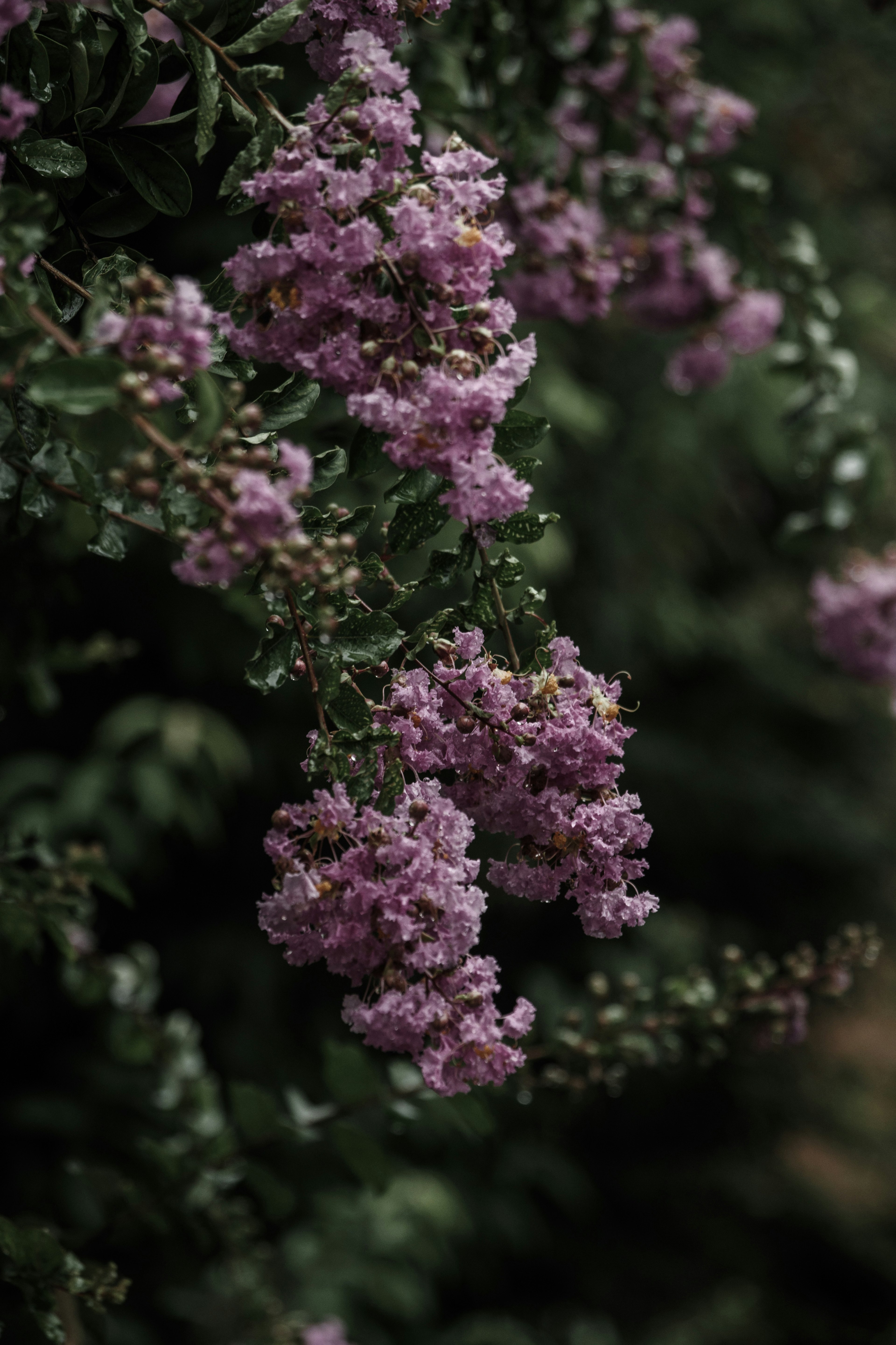 Clusters of purple flowers against a dark green background