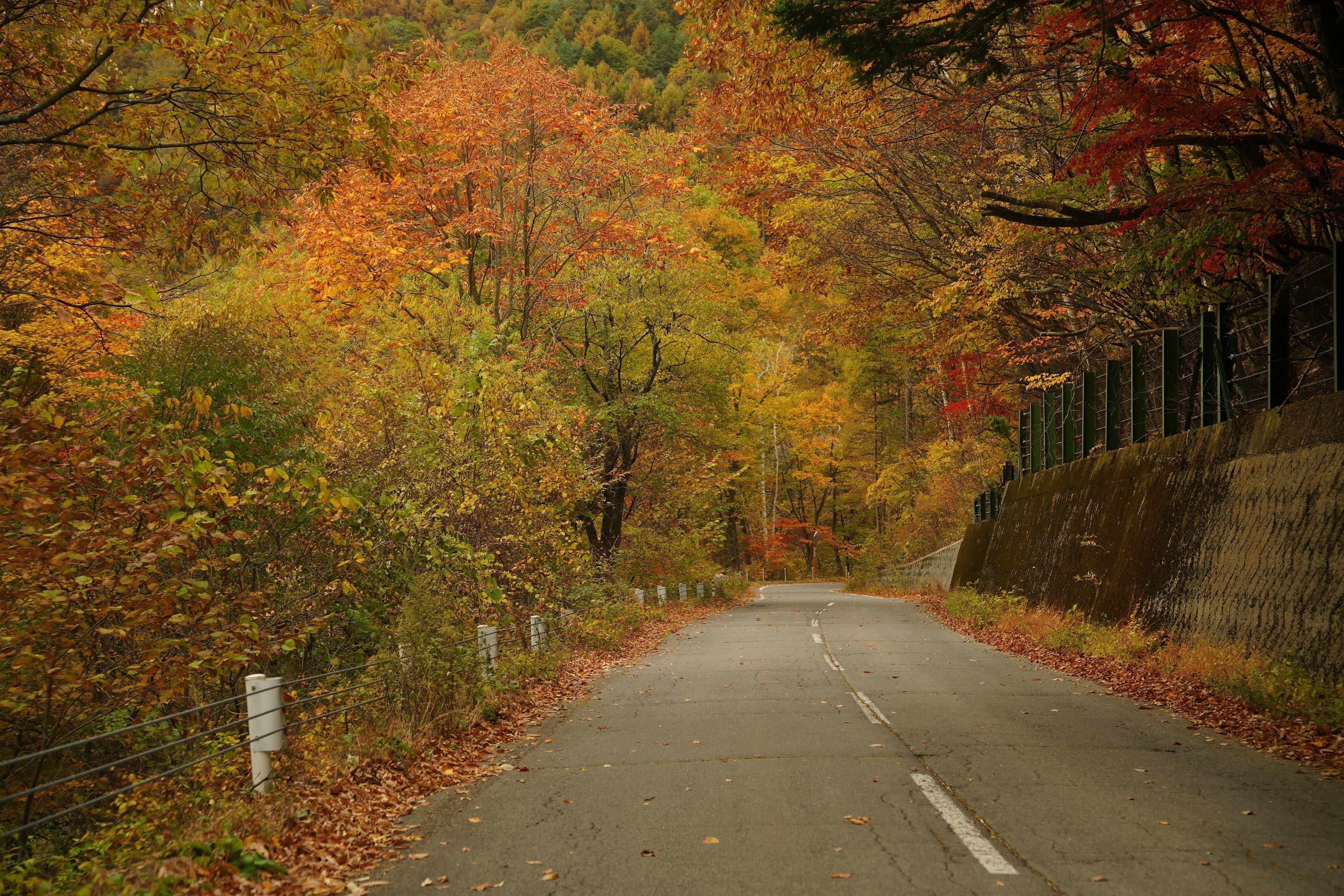 Route tranquille entourée de feuillage d'automne