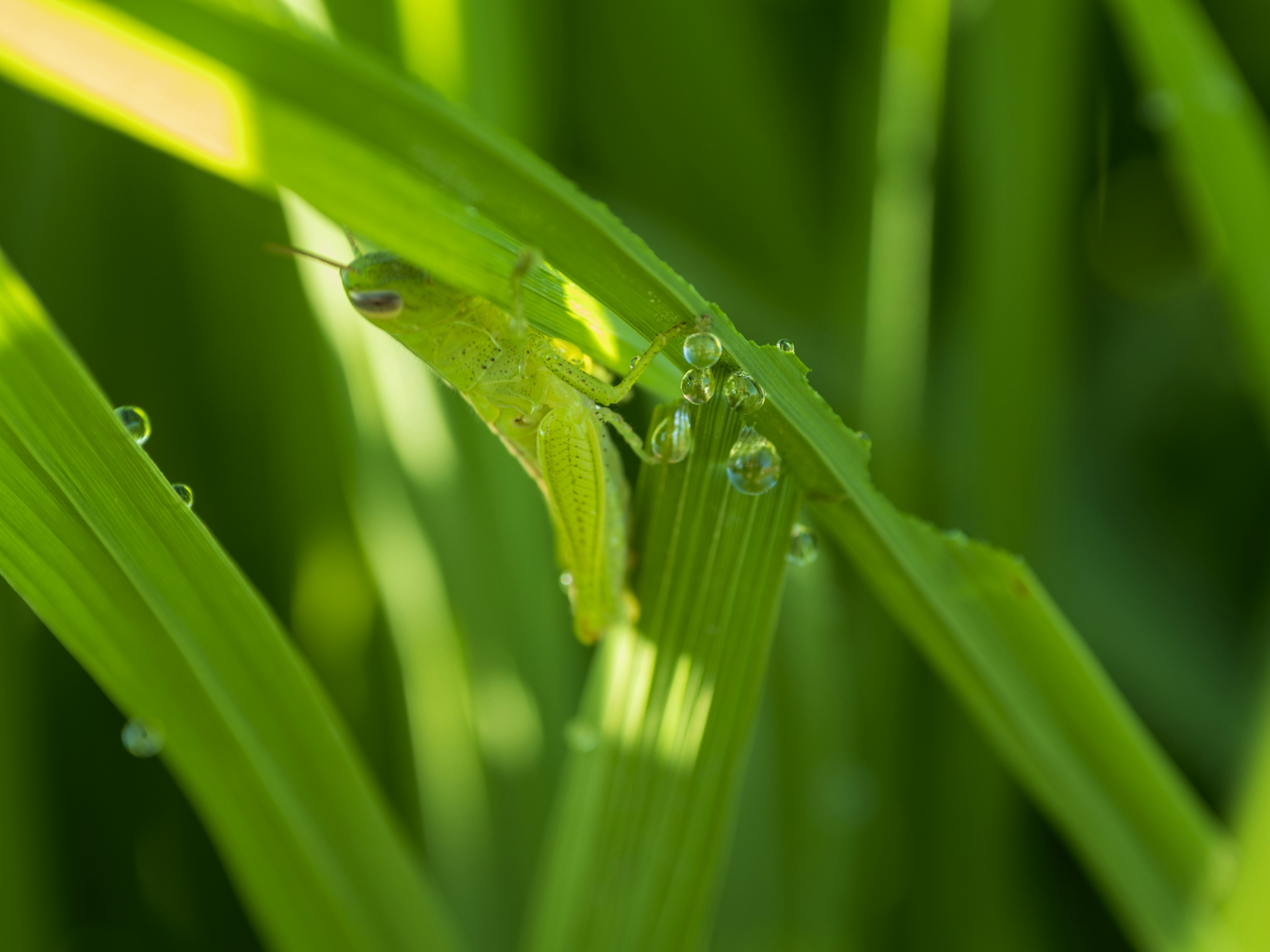 Piccola cavalletta verde su foglie verdi con gocce d'acqua