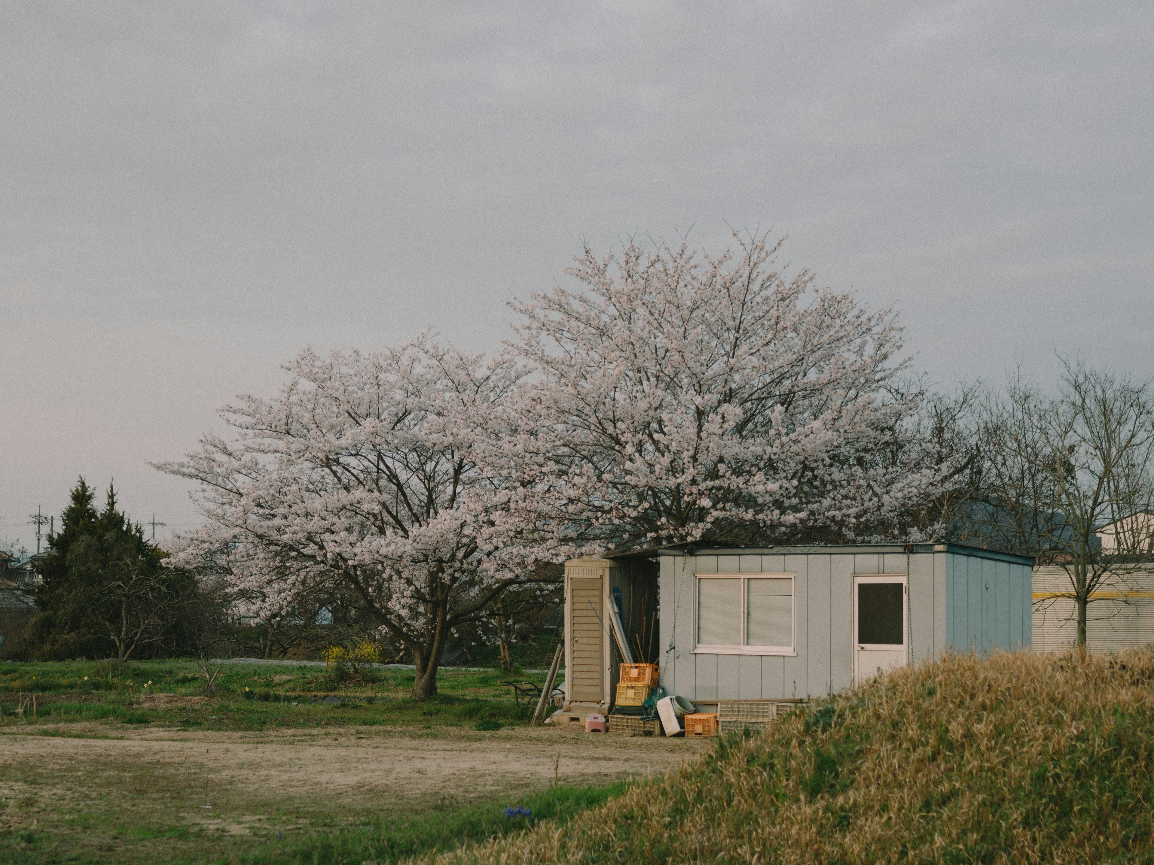 Vue pittoresque d'une cabane rurale à côté d'un cerisier en fleurs