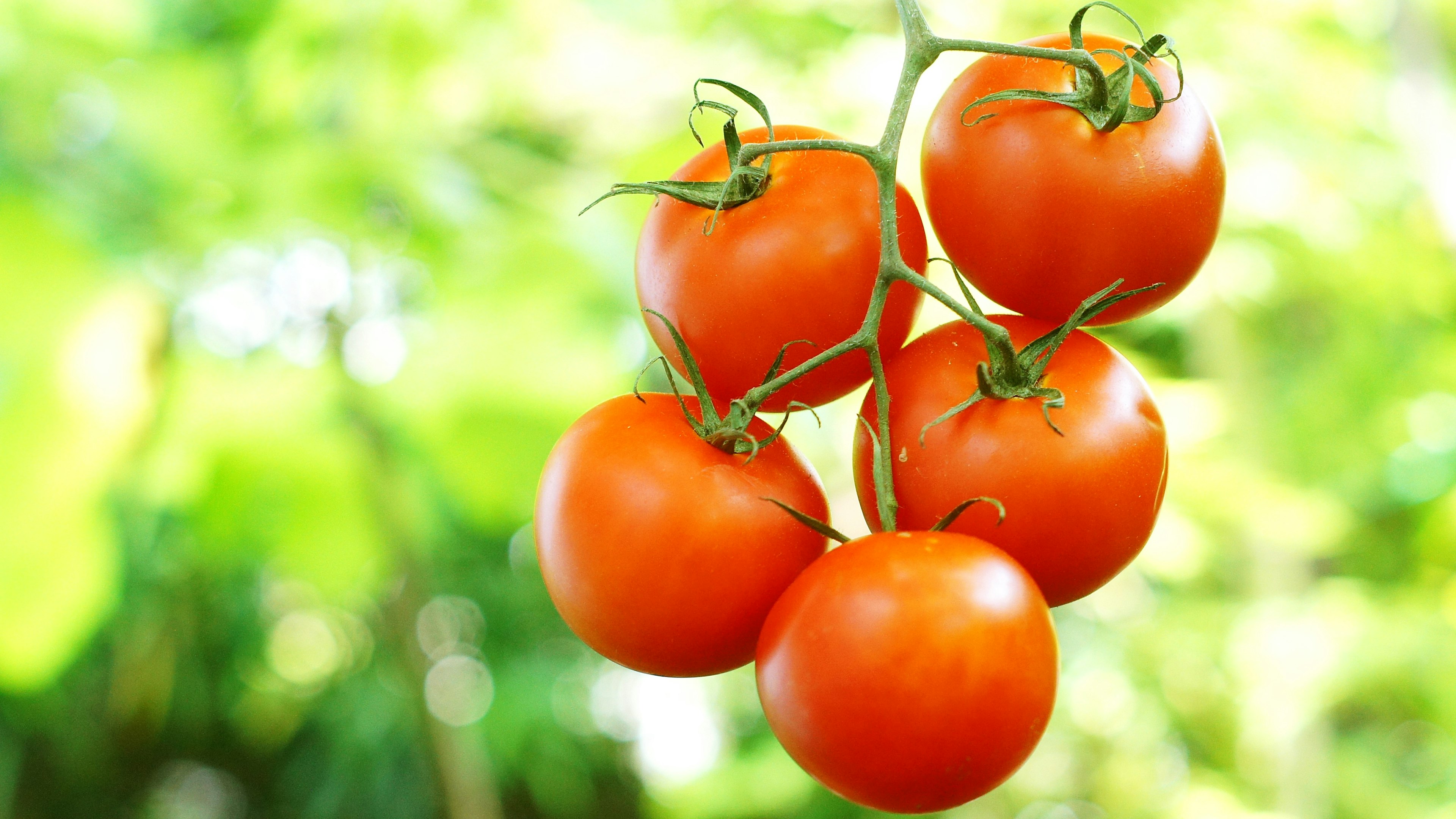 Ein Bund leuchtend roter Tomaten hängt vor einem grünen Hintergrund