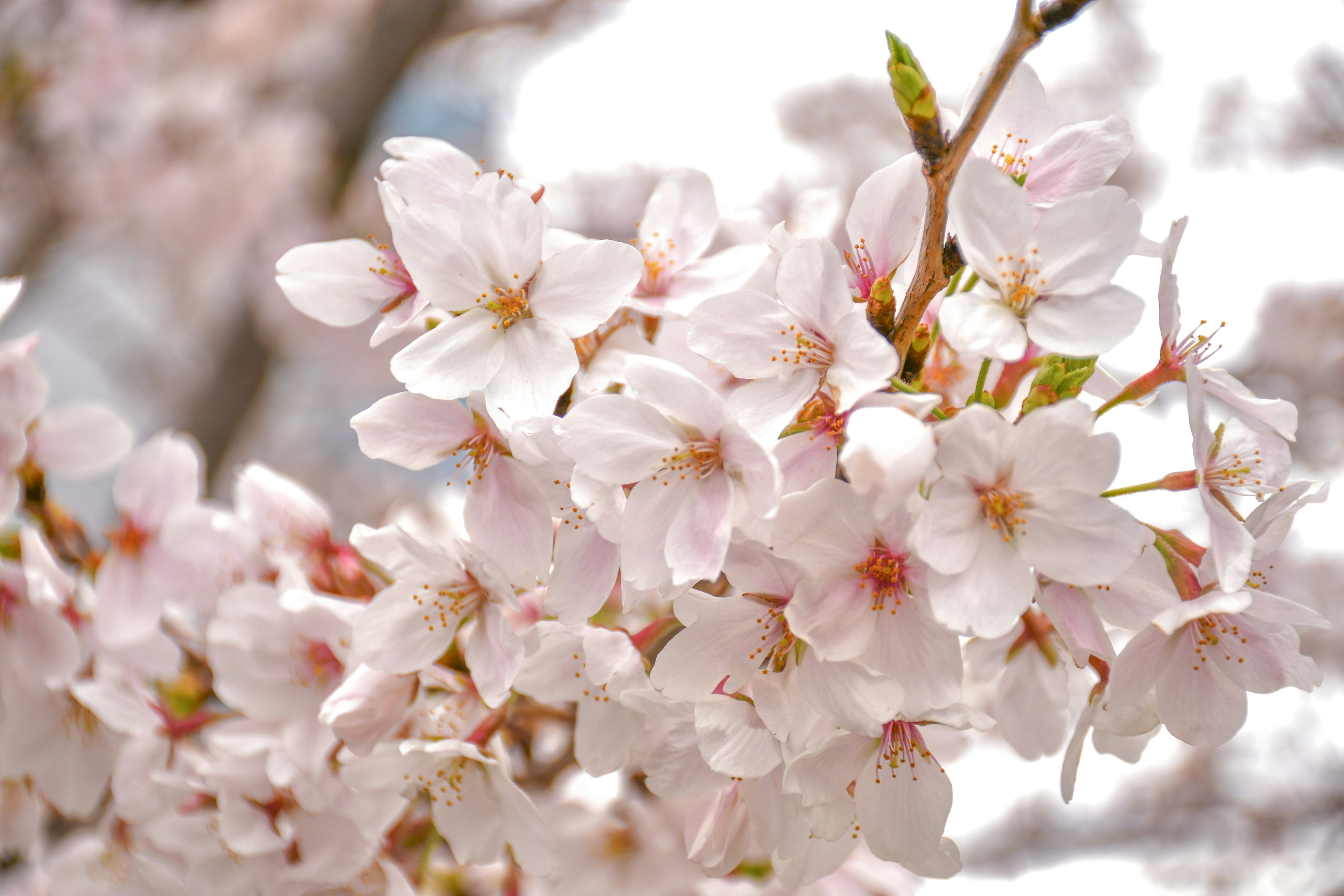 Close-up bunga sakura yang mekar