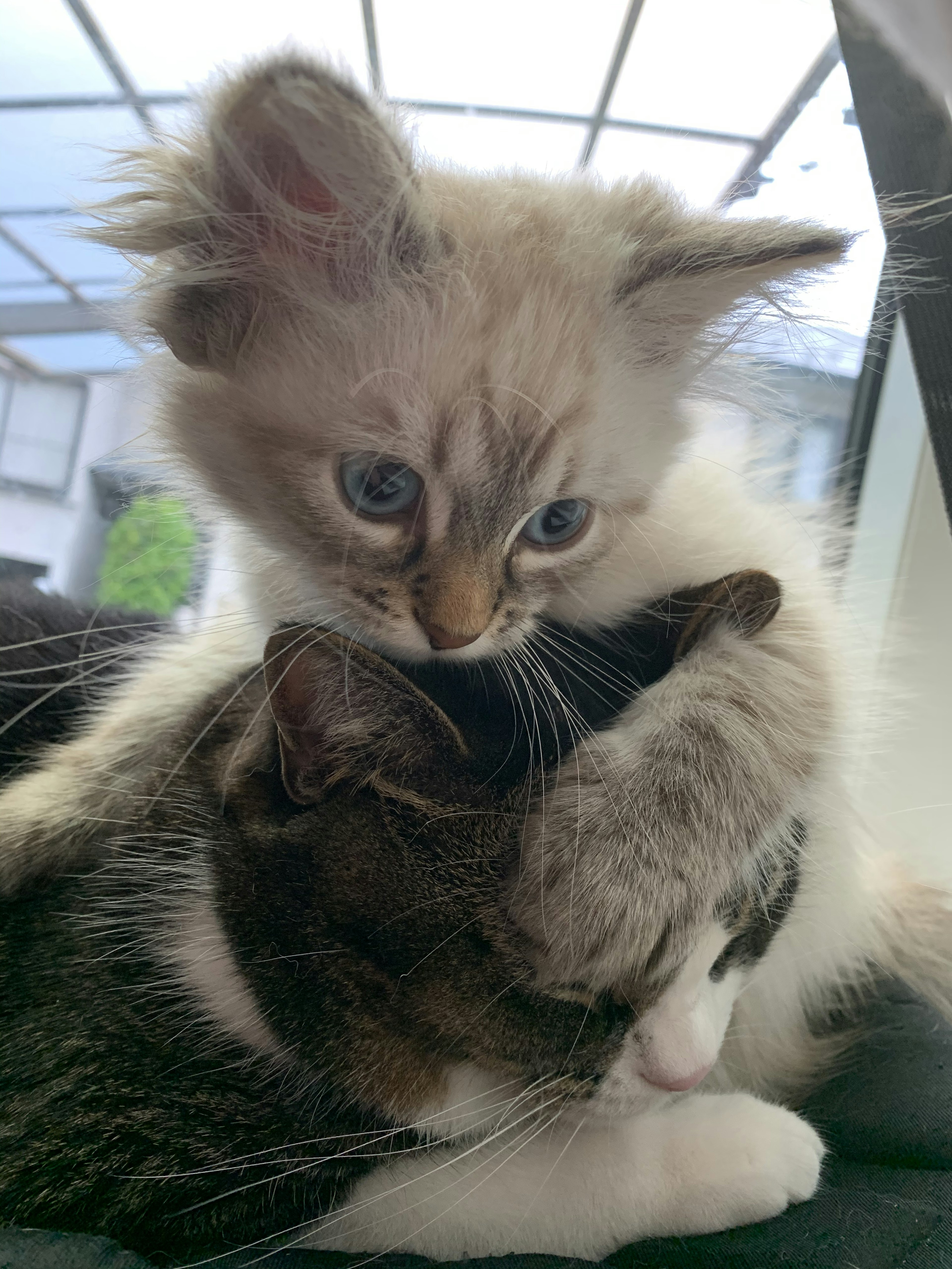 Dos gatitos acurrucados, uno con pelaje crema y ojos azules encima y el otro con pelaje gris y blanco debajo