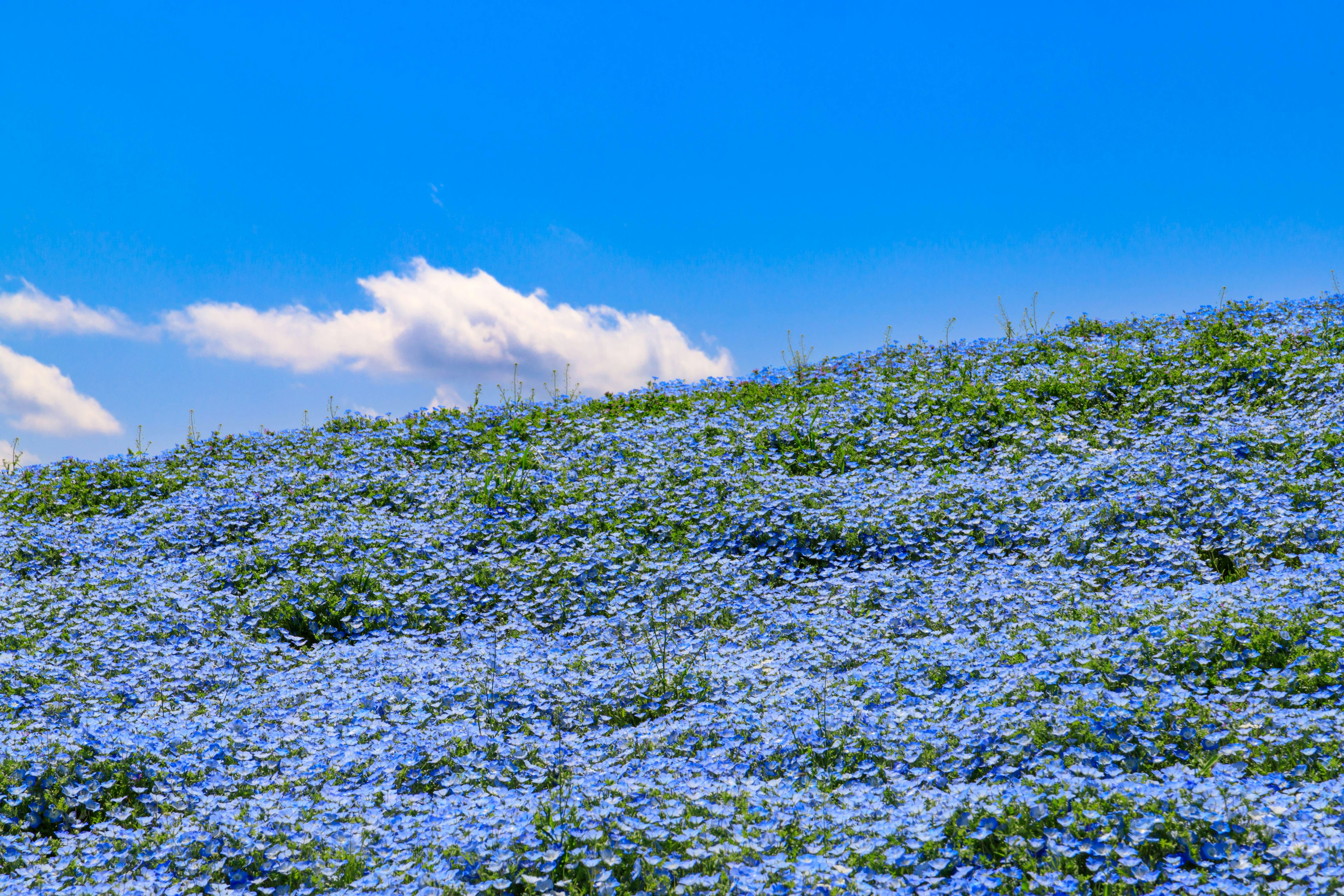 Une colline couverte de fleurs bleues en fleurs sous un ciel dégagé