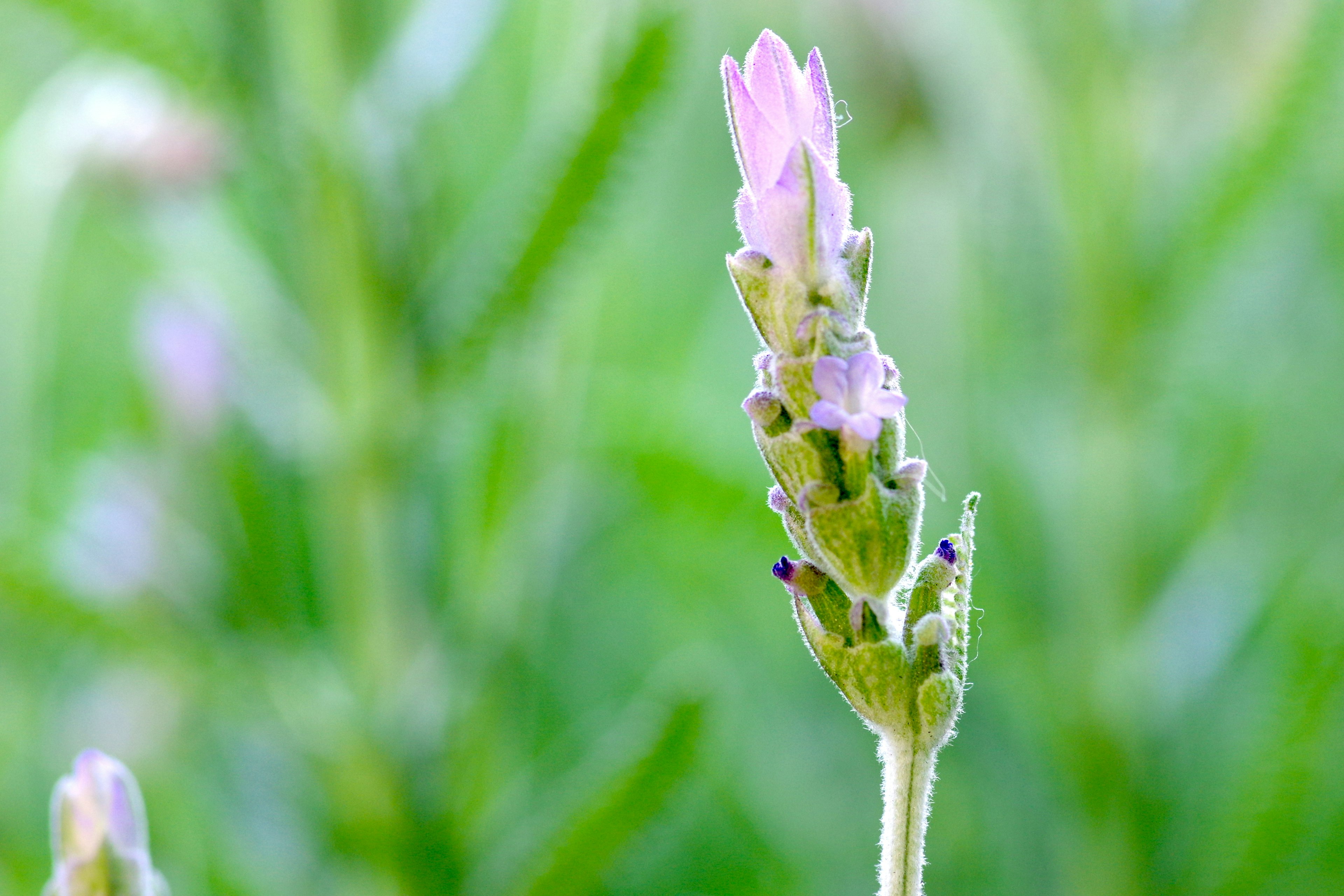 Primo piano di una pianta con fiori viola chiaro su sfondo verde