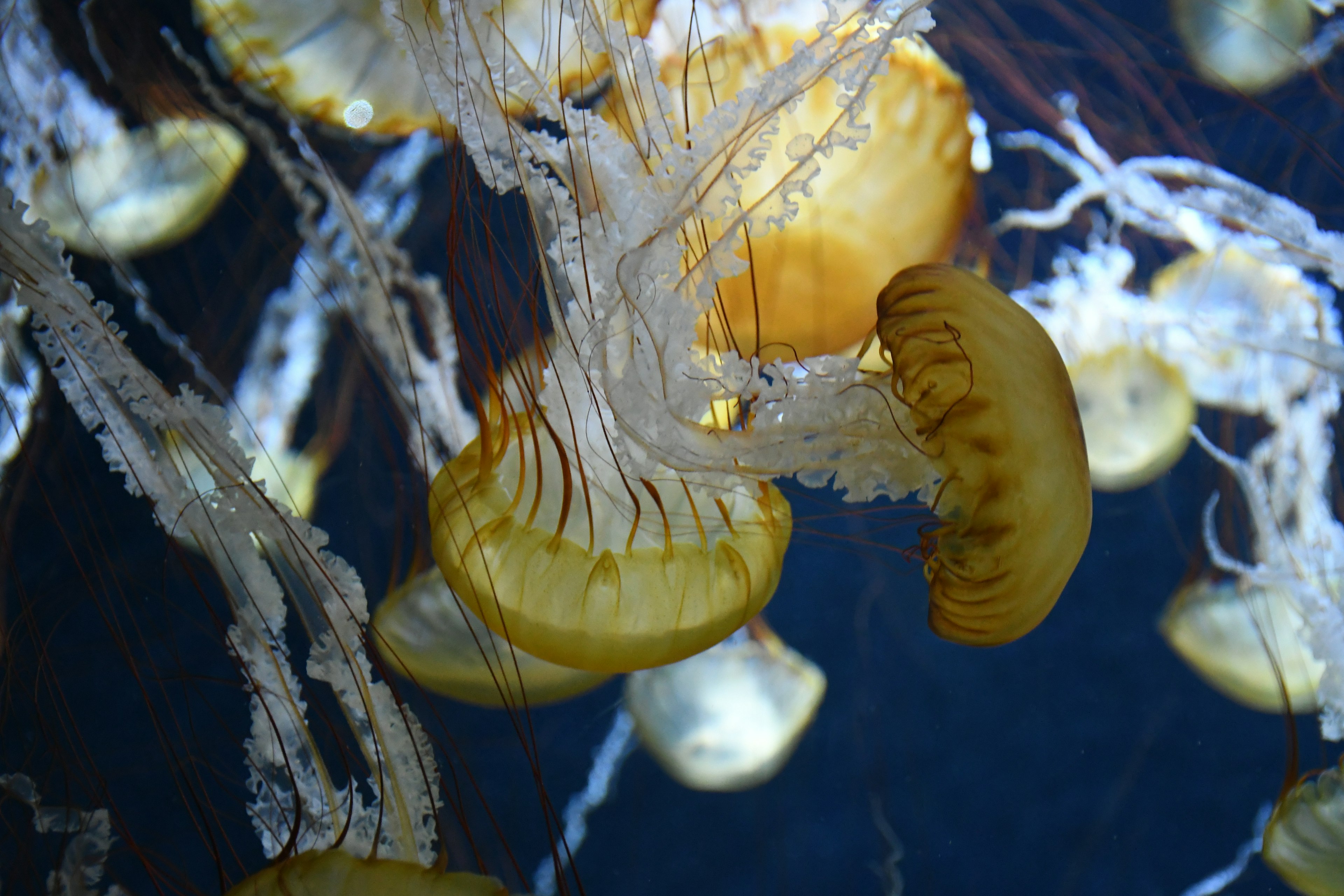 Gruppo di meduse gialle con tentacoli trasparenti che fluttuano nell'acqua