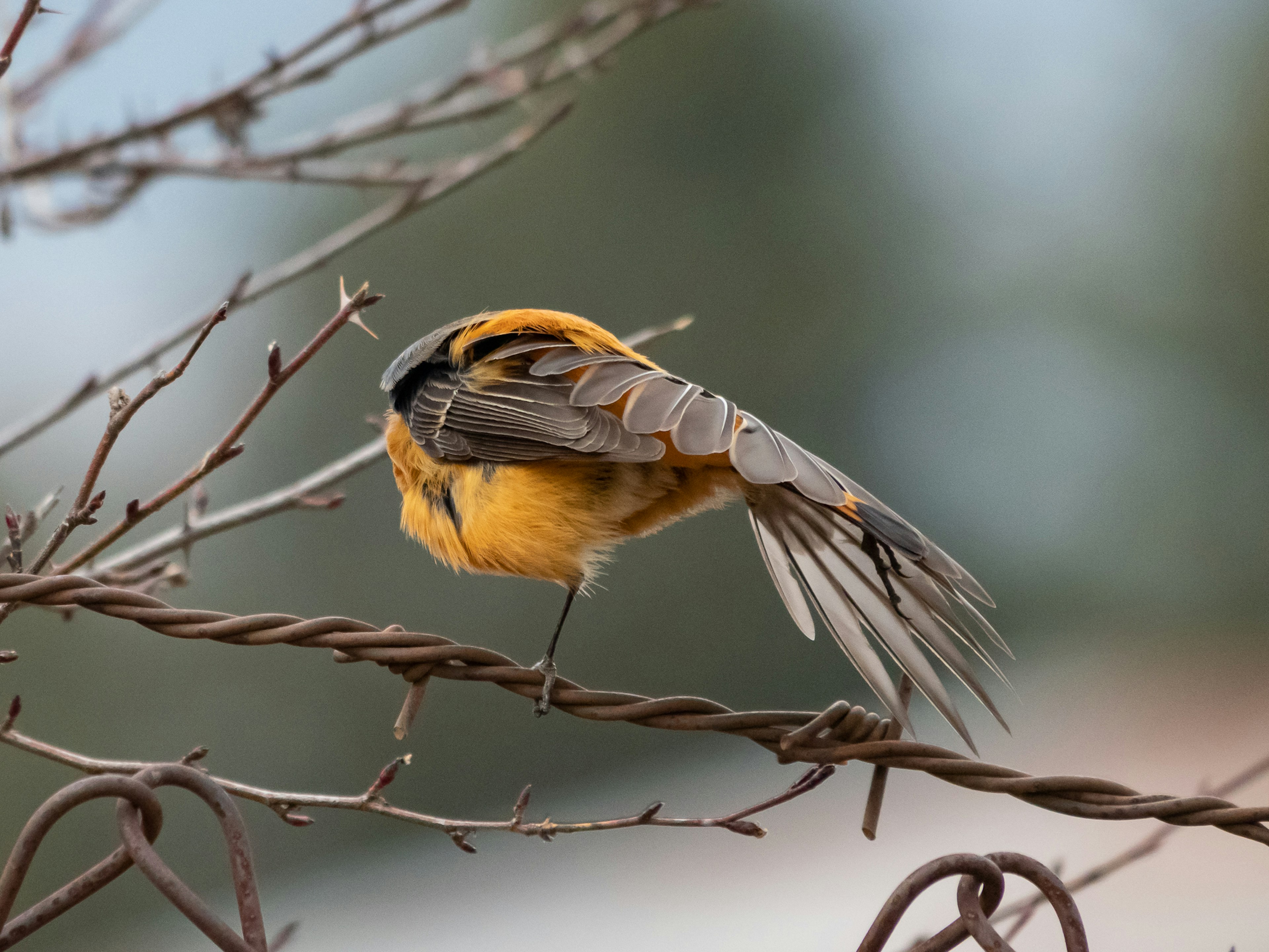 枝に止まっているオレンジ色の鳥の後ろ姿