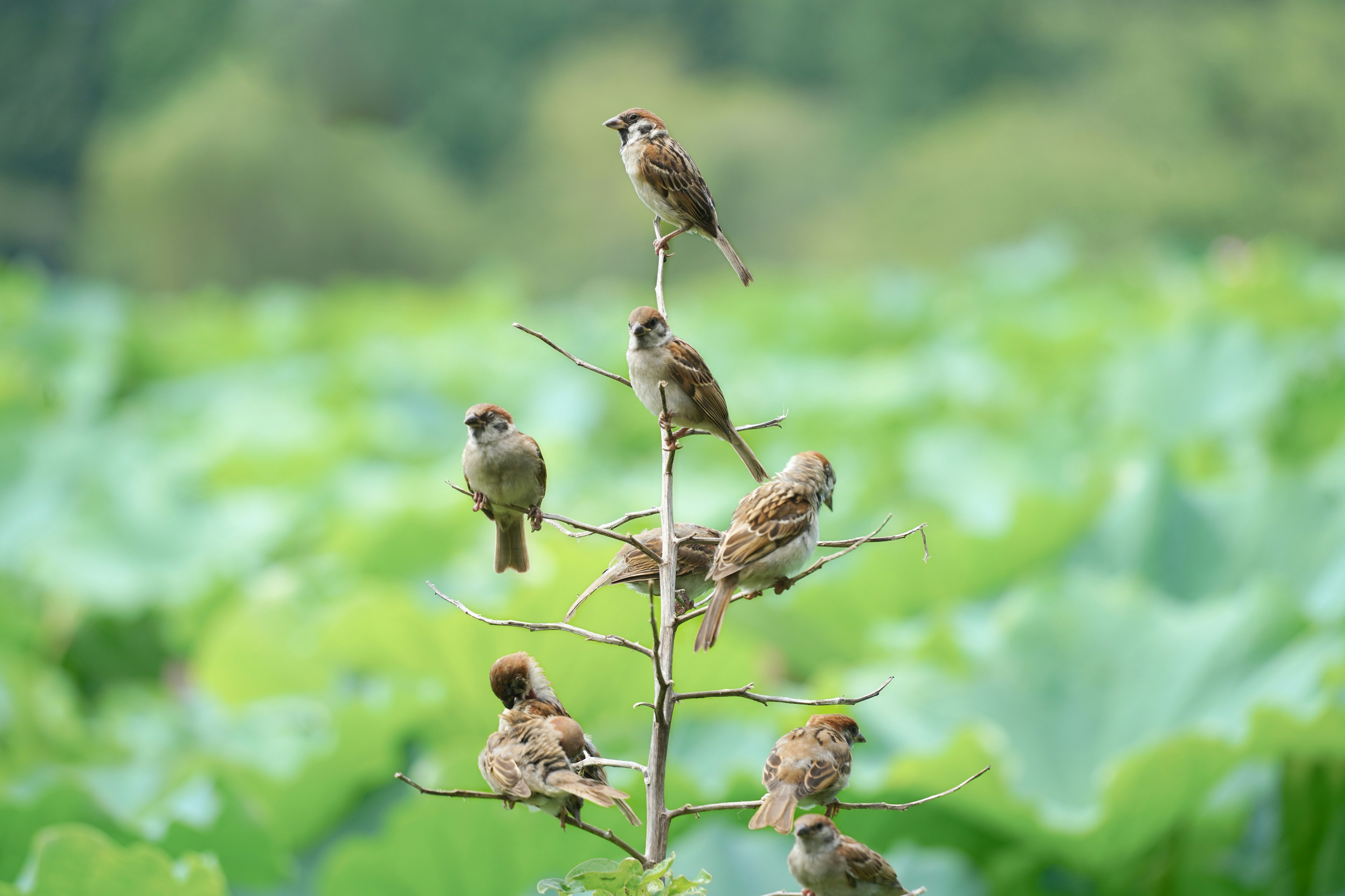 緑の背景に立つ木の枝にとまるスズメたち