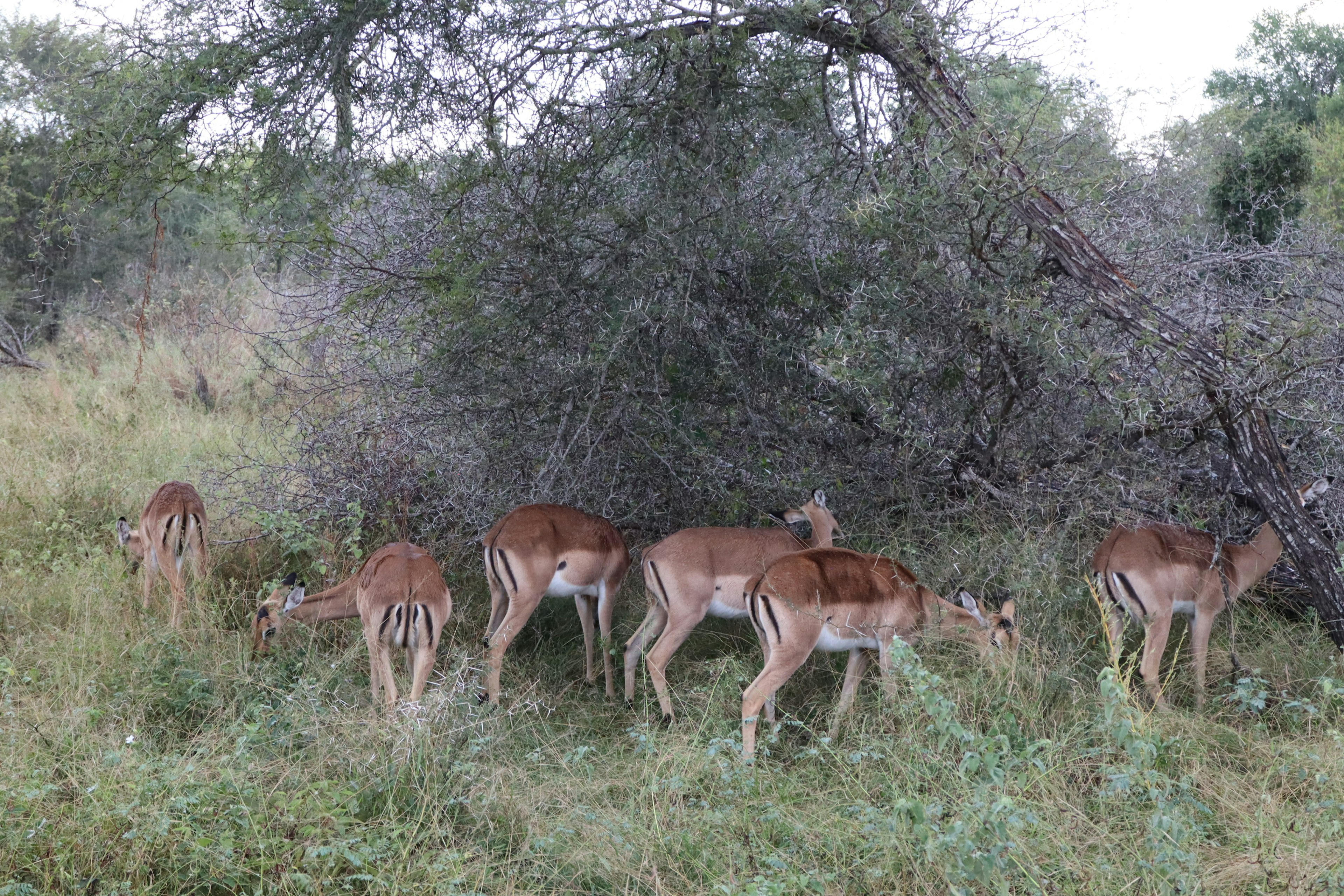 Đàn impala đang gặm cỏ trên savanna