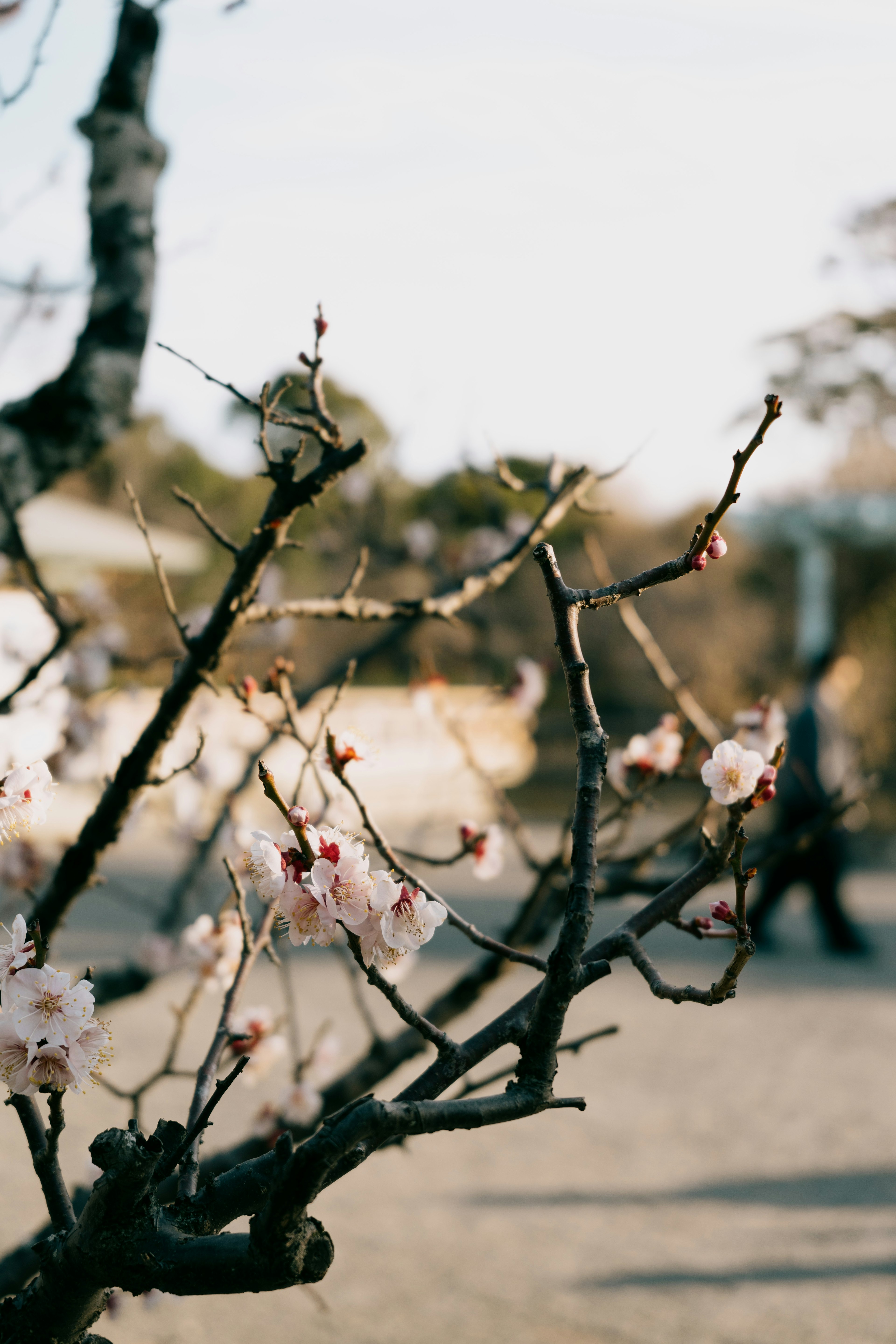 A branch with blooming cherry blossoms in the foreground with a person walking in the background