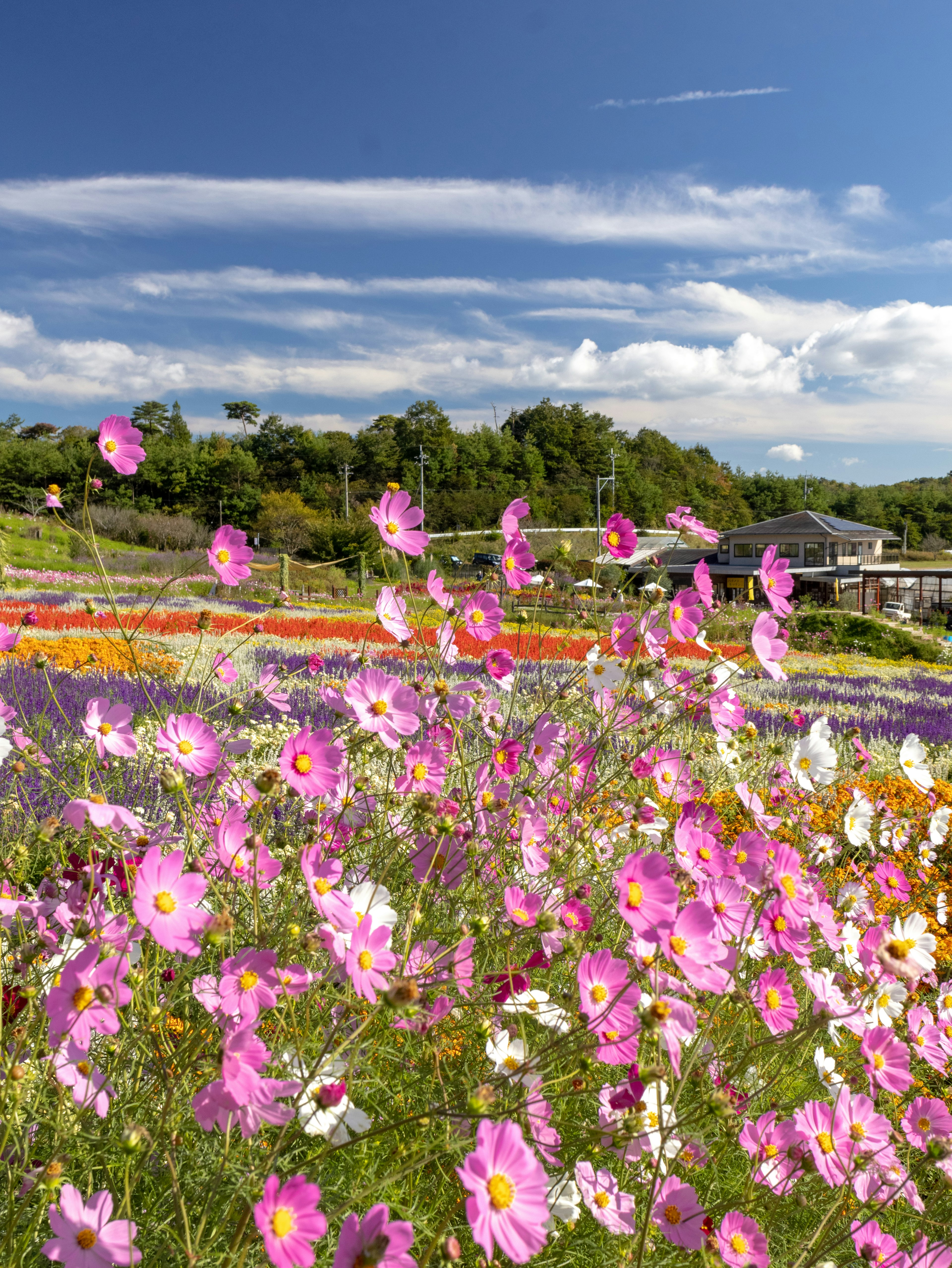 色とりどりの花が咲く風景に青空が広がる